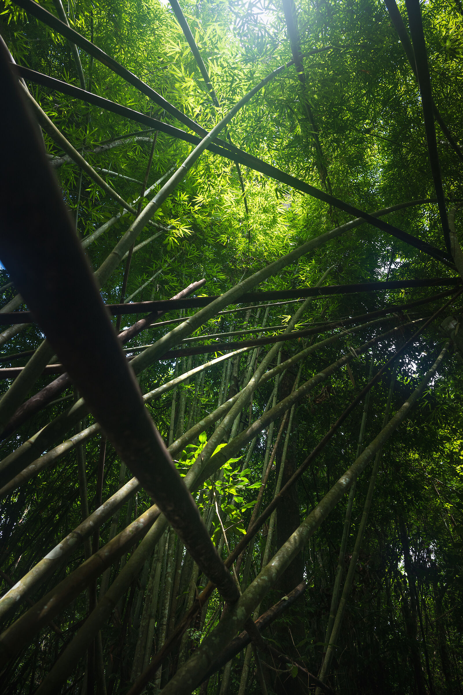 Bamboo forest