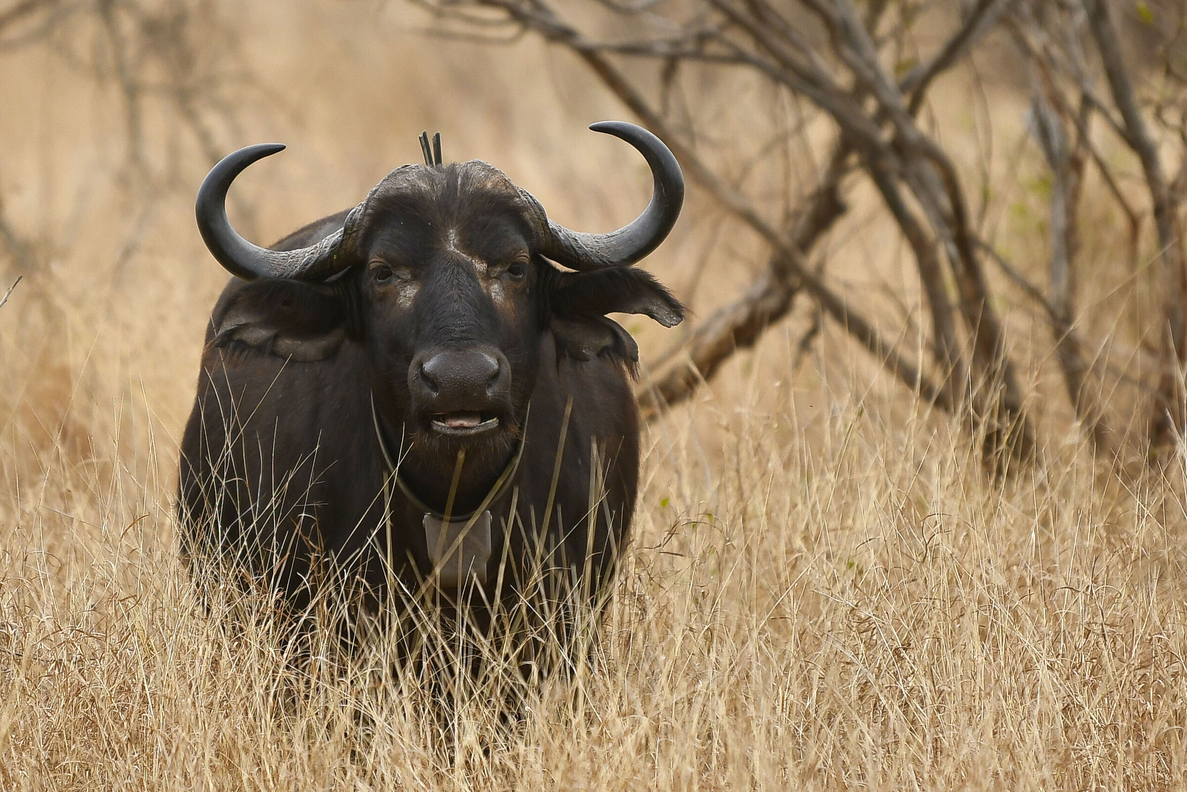 South African buffalo