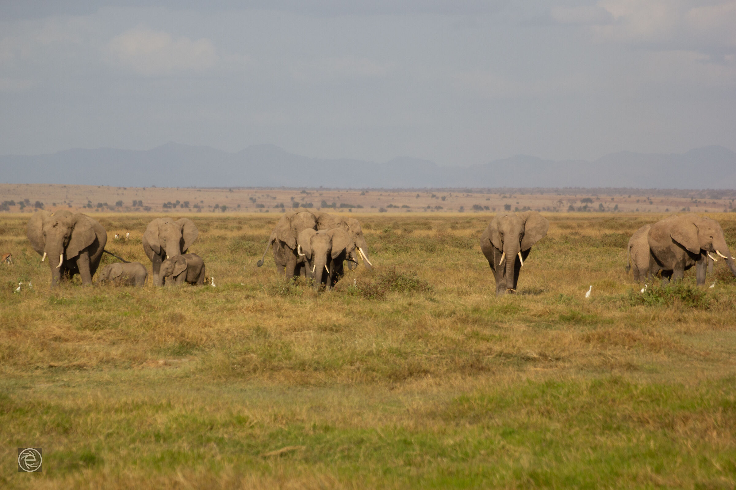 Elephants