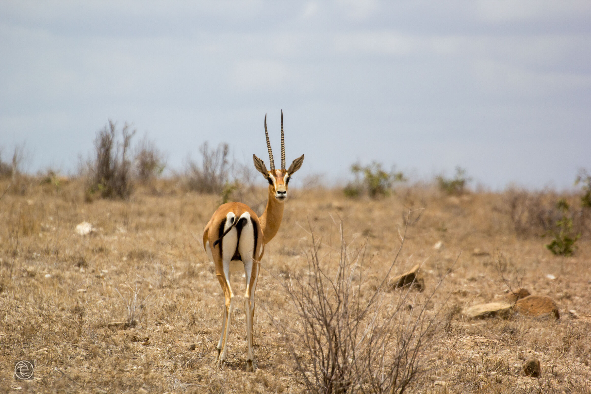 Antelope