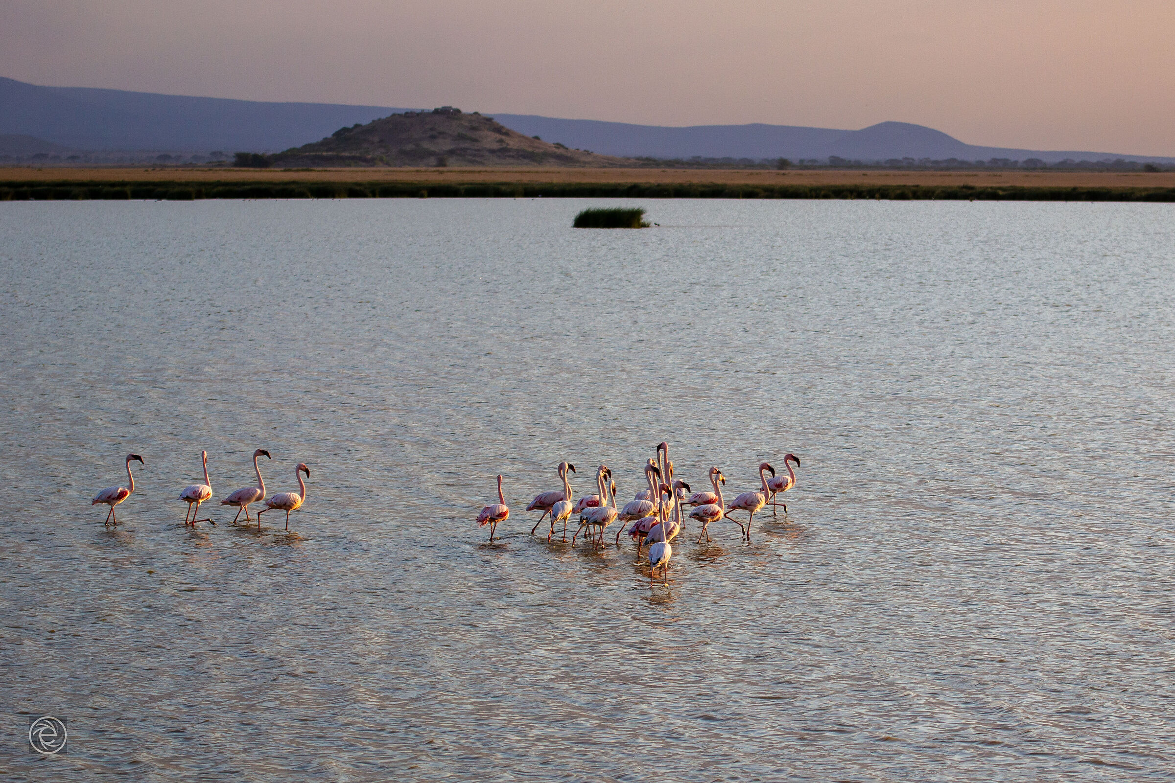 Amboseli Flamingos