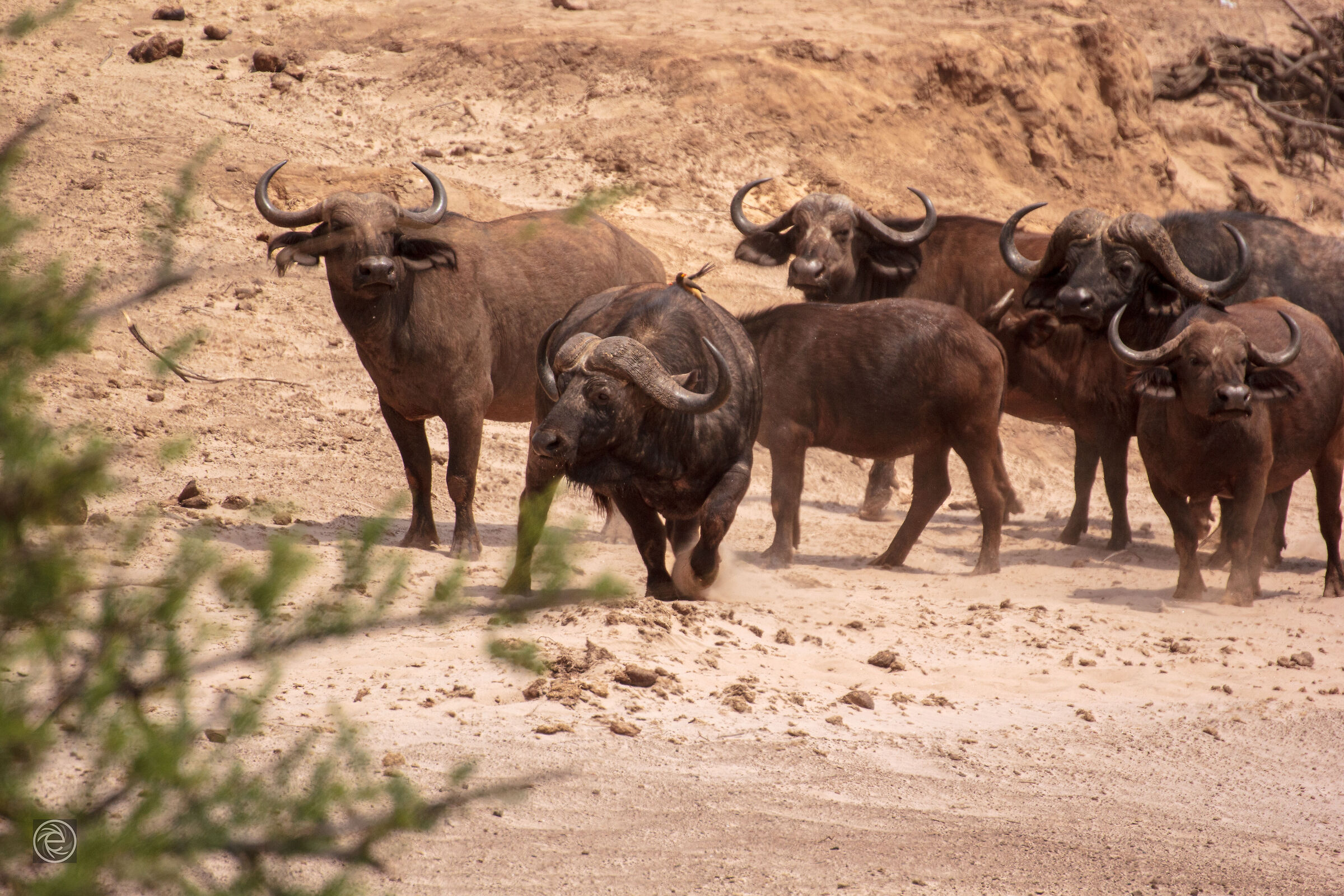 Buffalo Tsavo East