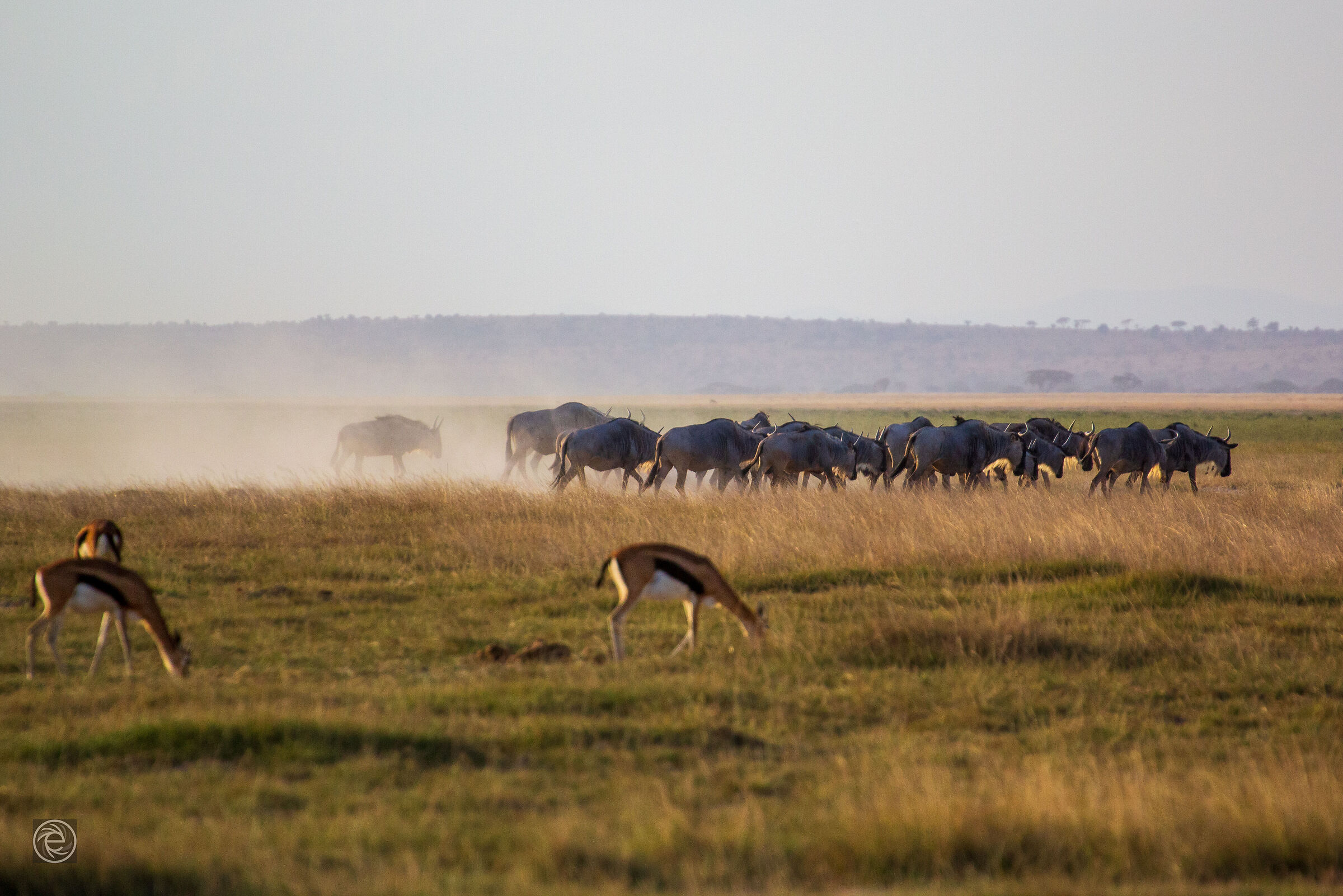 Amboseli