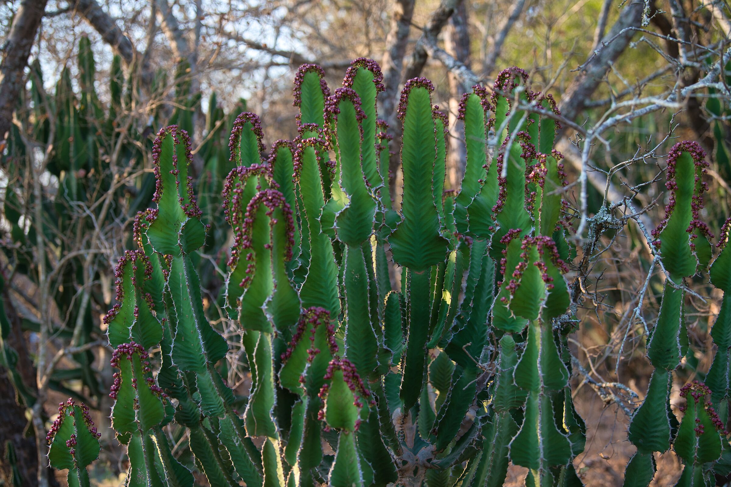 Euphorbia ingens