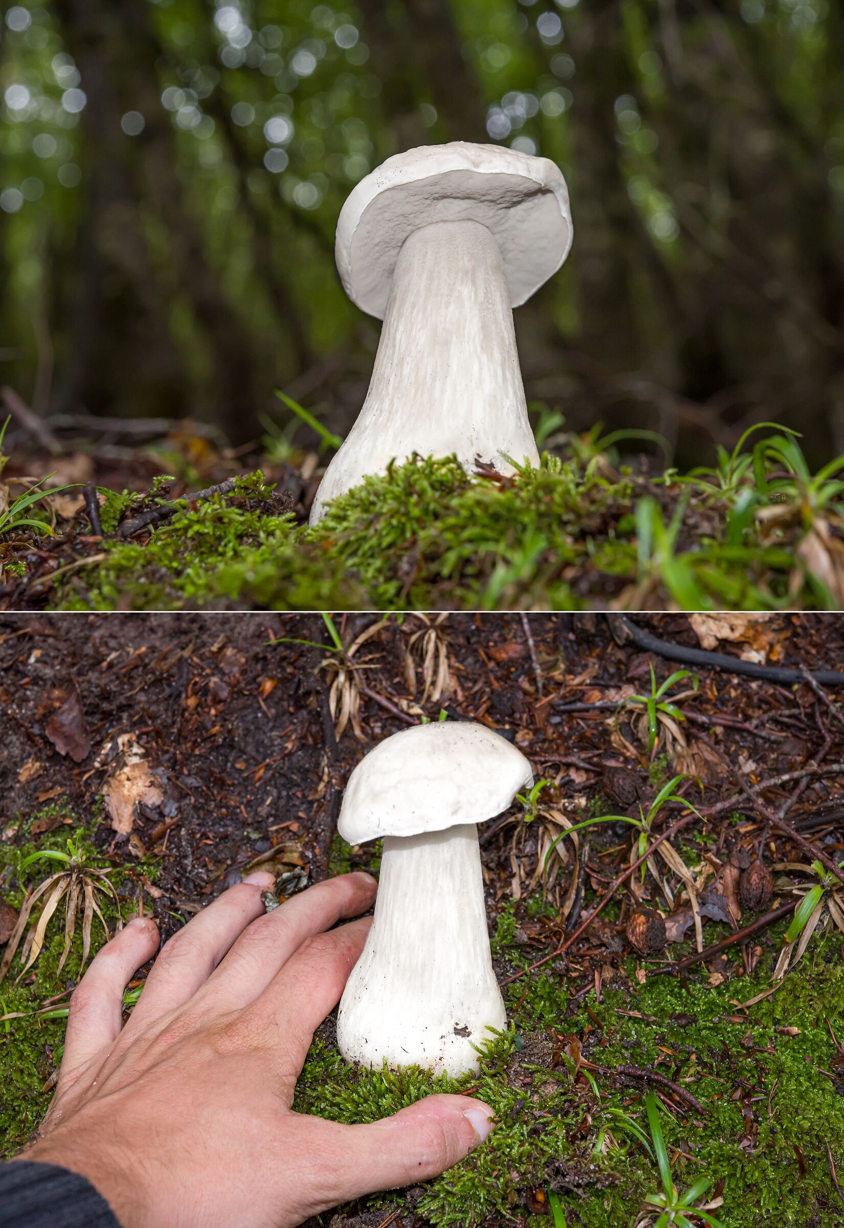 Boletus edulis var persoonii or the albino porcini