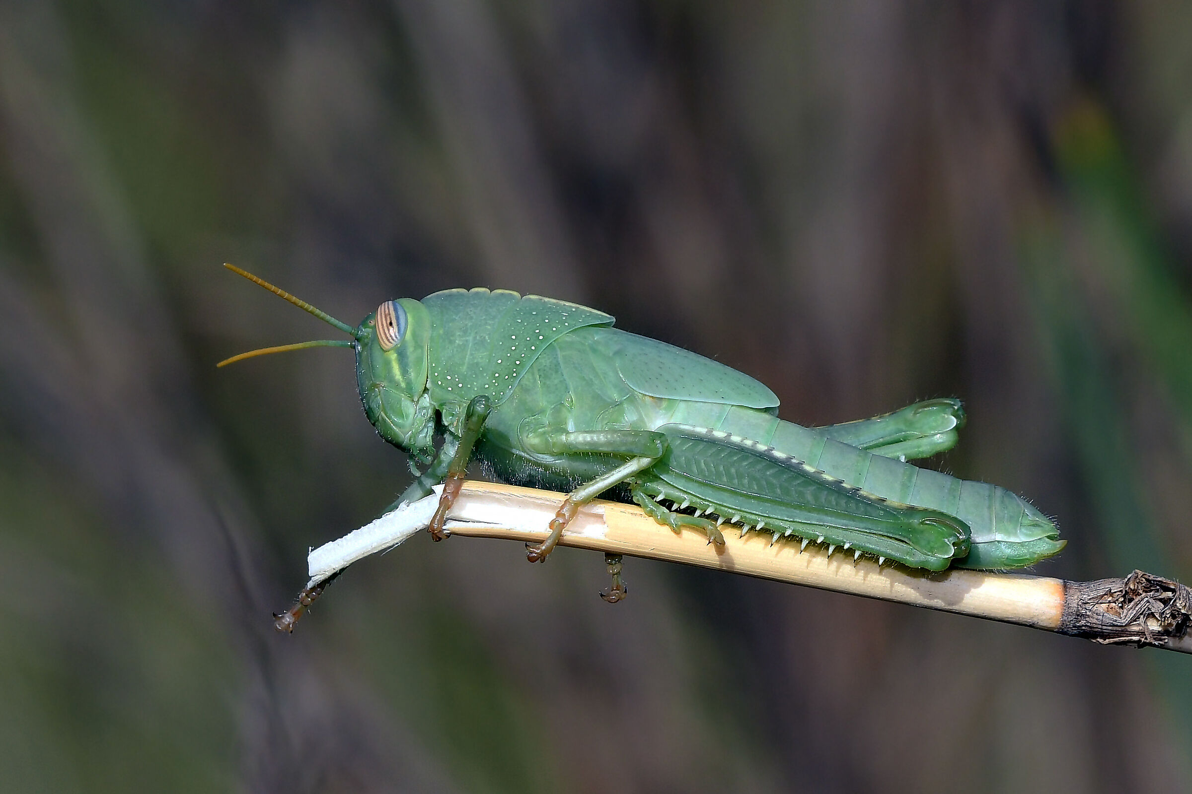 Egyptian locust (Anacridium aegyptium) - nymph