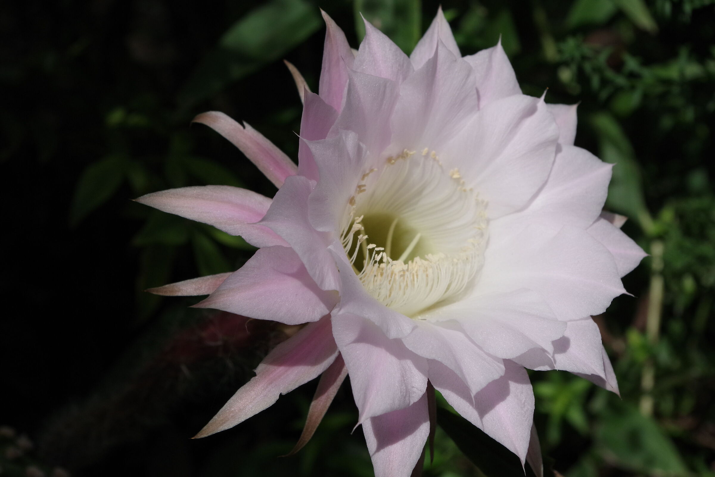 Cactus Echinopsis oxygona in fiore rosa-foto 1