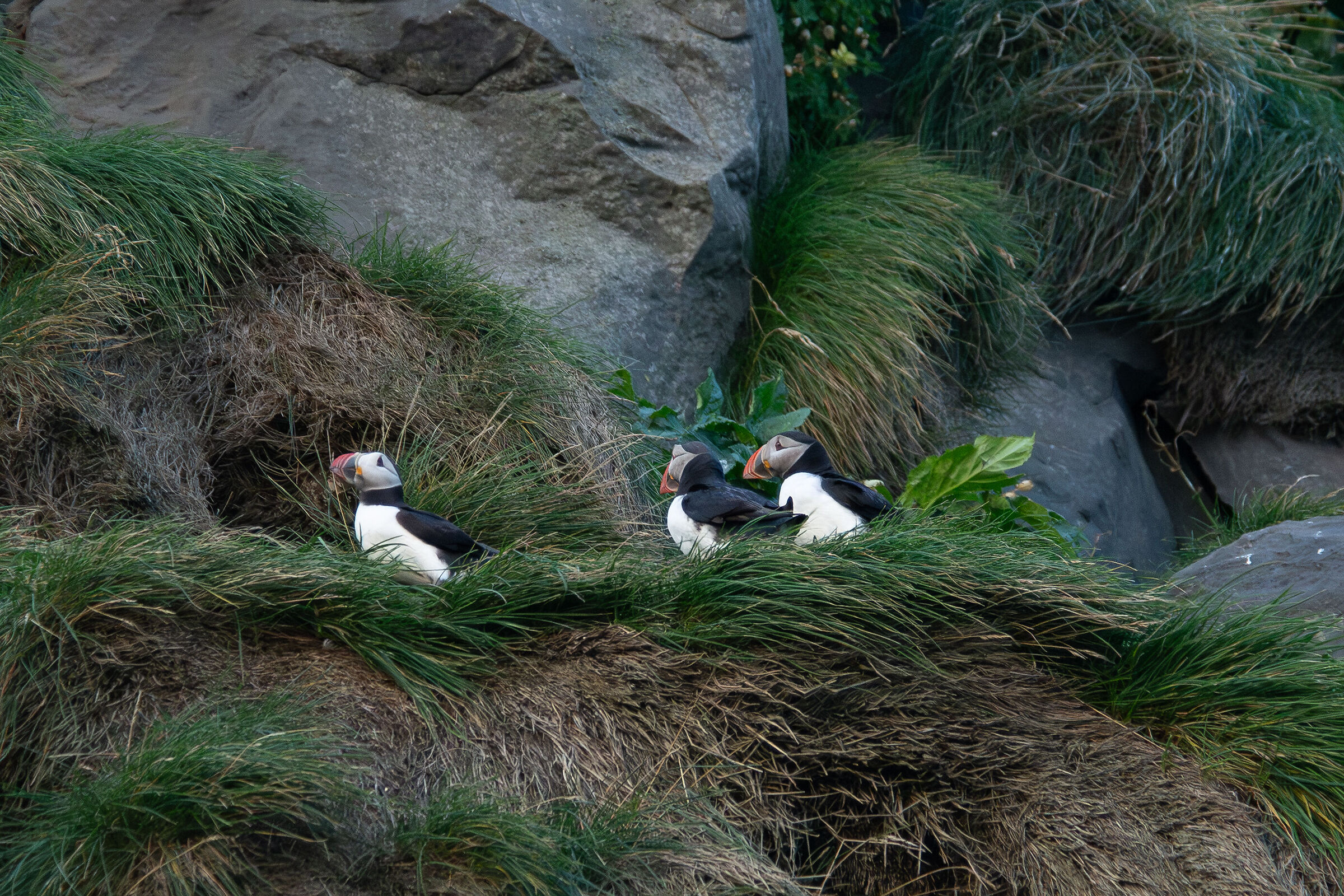 Famigliola di Puffin a Reynisfjara