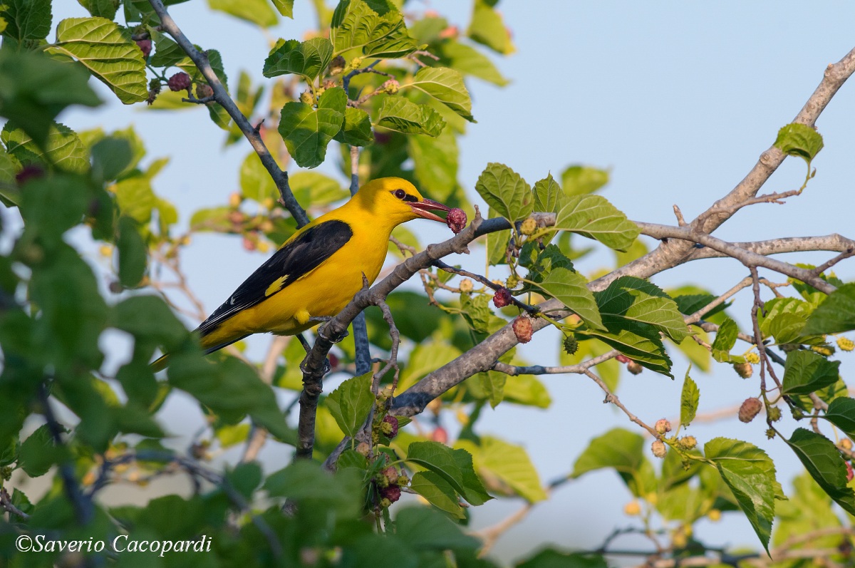 Lo spuntino del Rigogolo