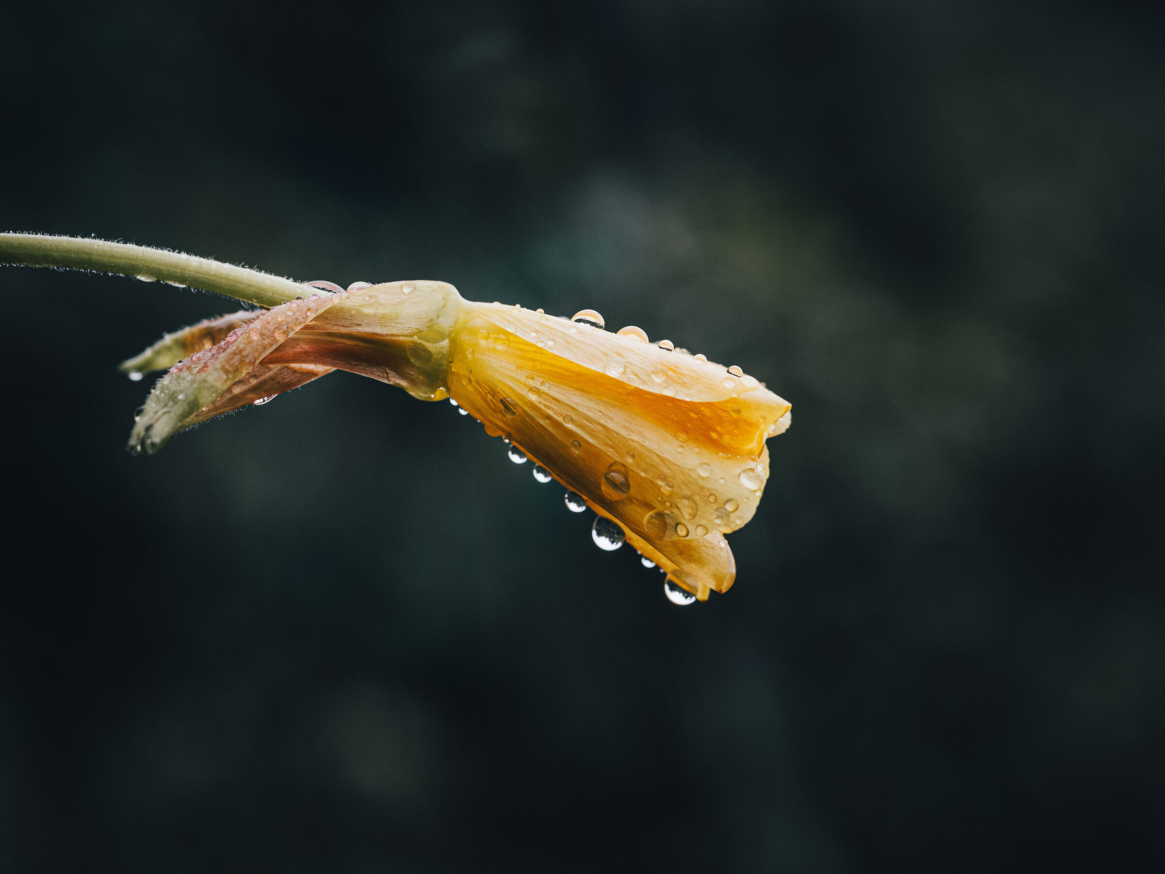 Petali Sotto la Pioggia