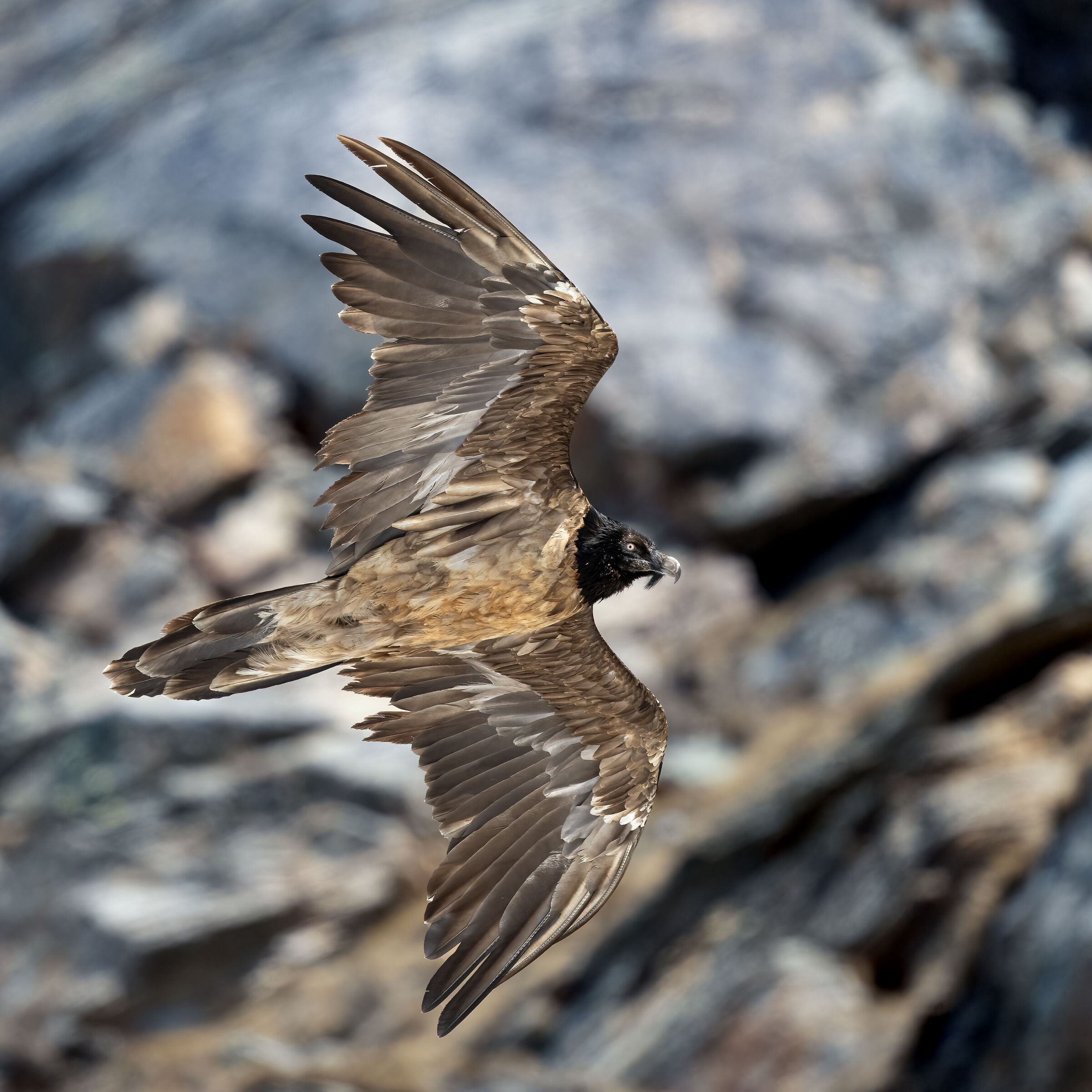 Gypaetus barbatus - Gran Paradiso National Park