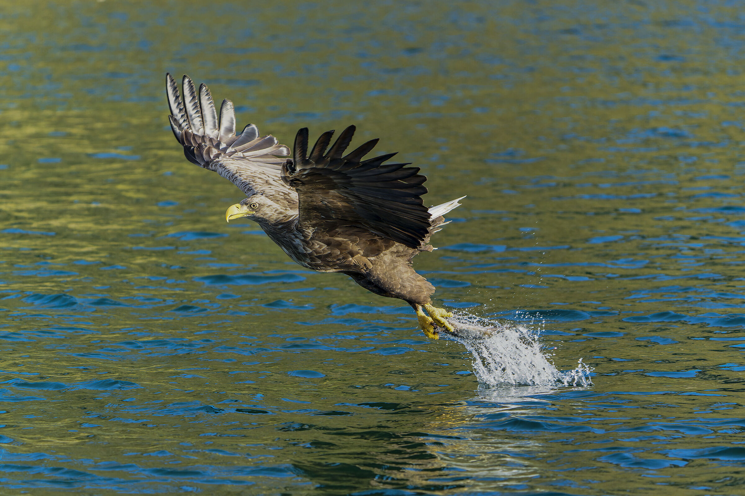 Aquila di mare