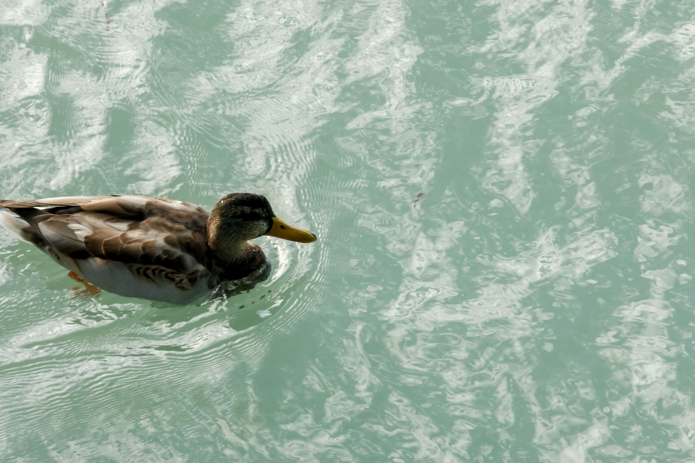Duck on the water