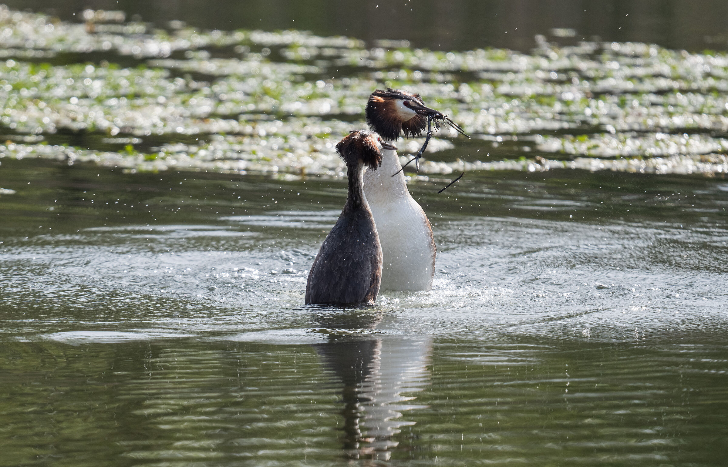 Grebes in love - April 2023