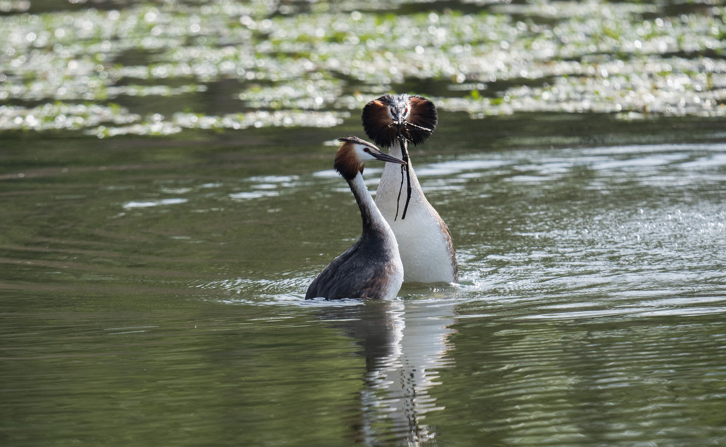 Grebes in love - April 2023