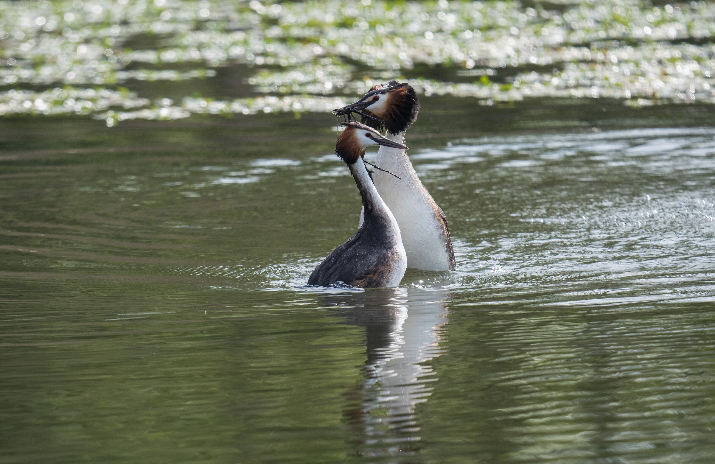 Grebes in love - April 2023