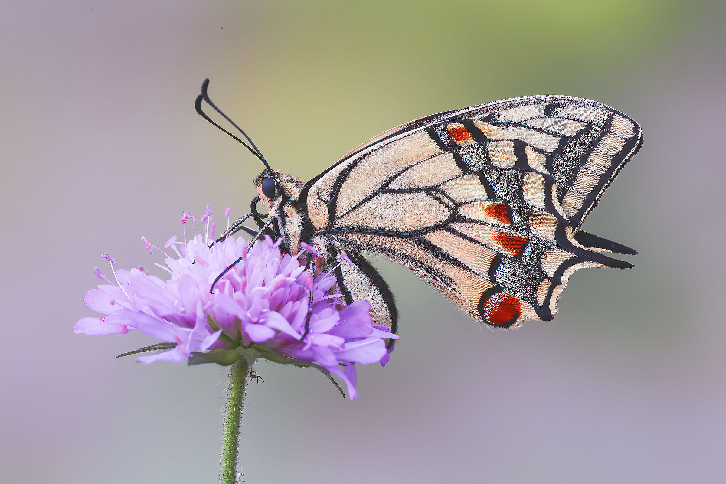 Swallowtail