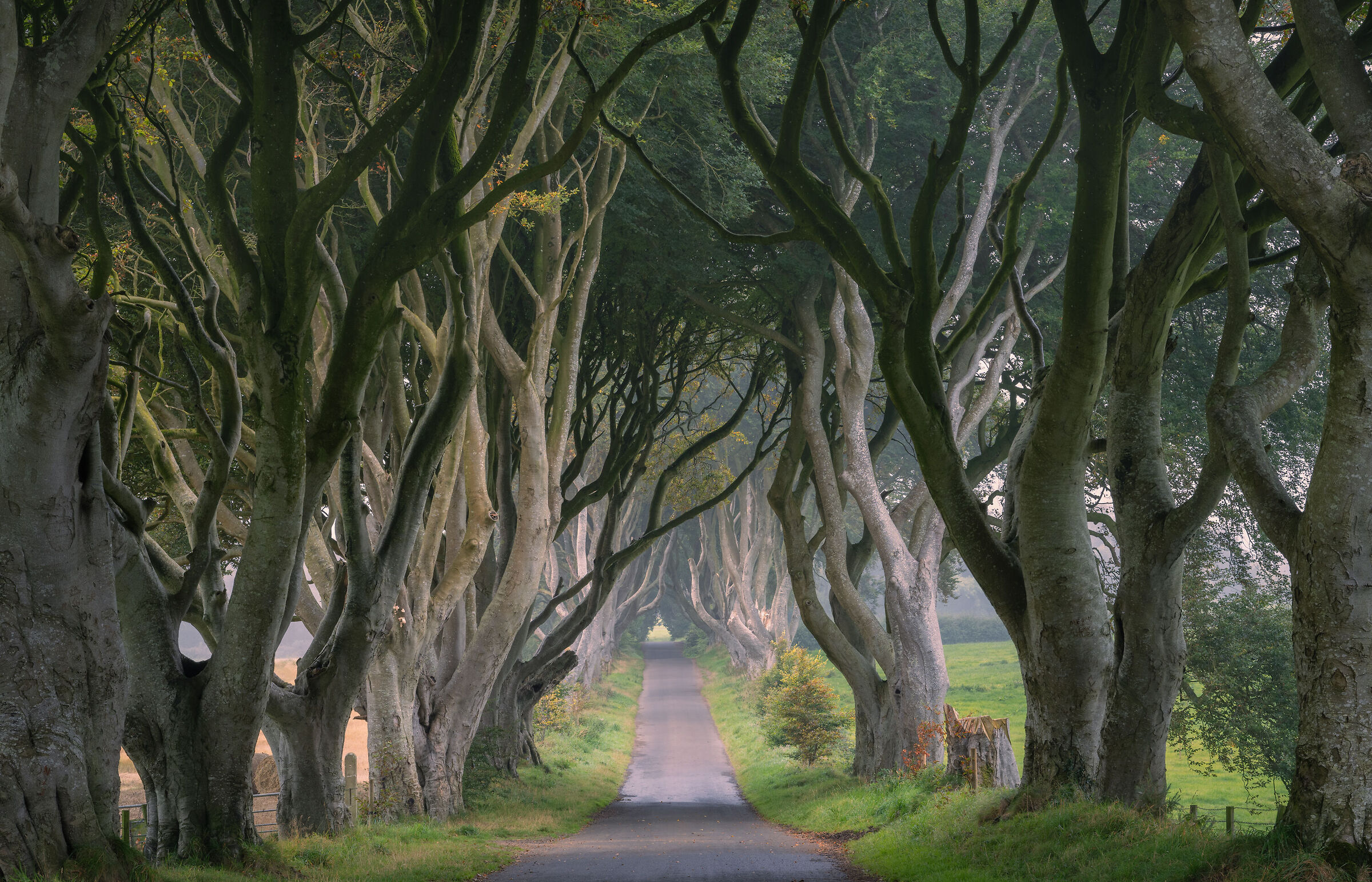 The Dark Hedges