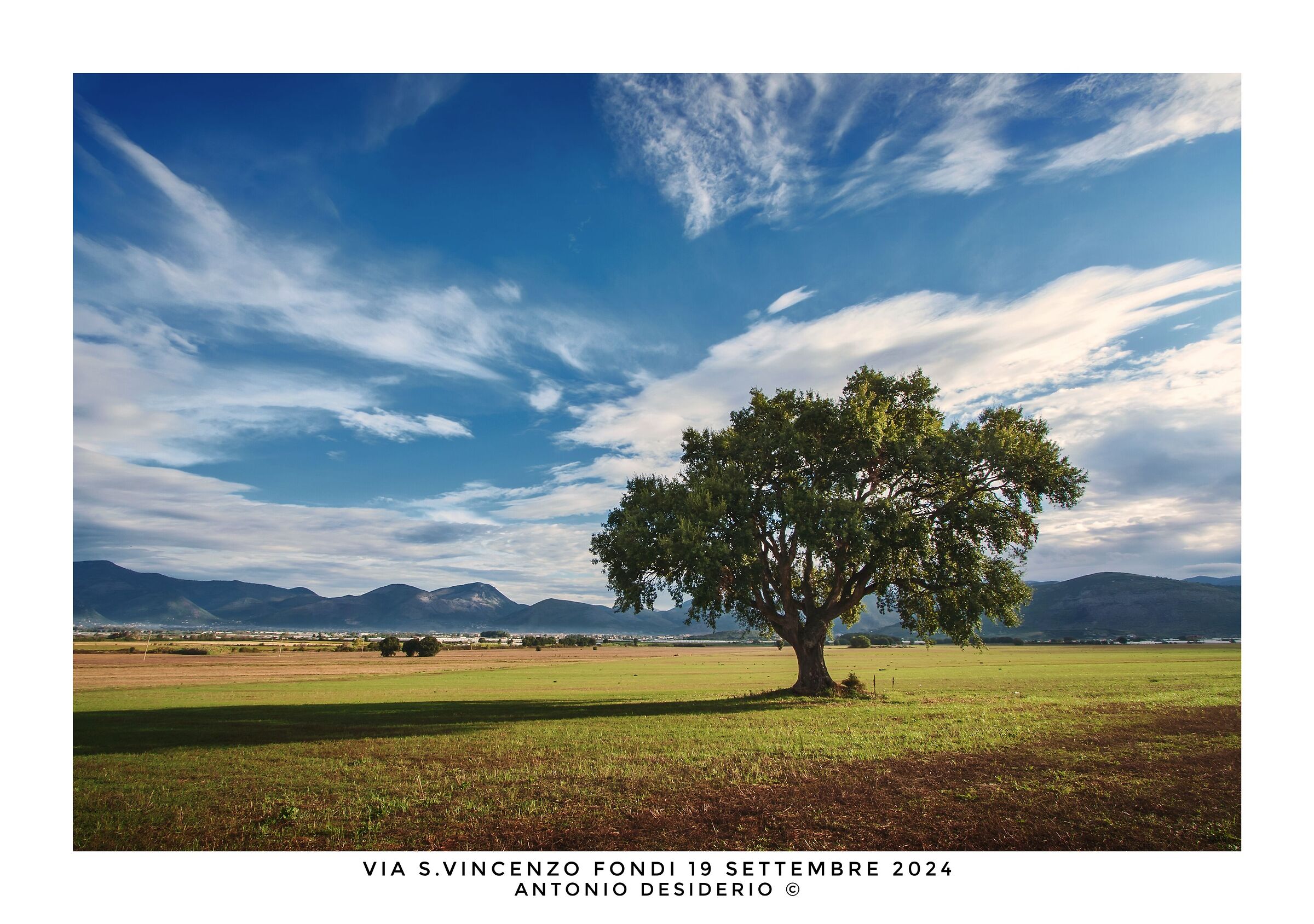 La quercia solitaria