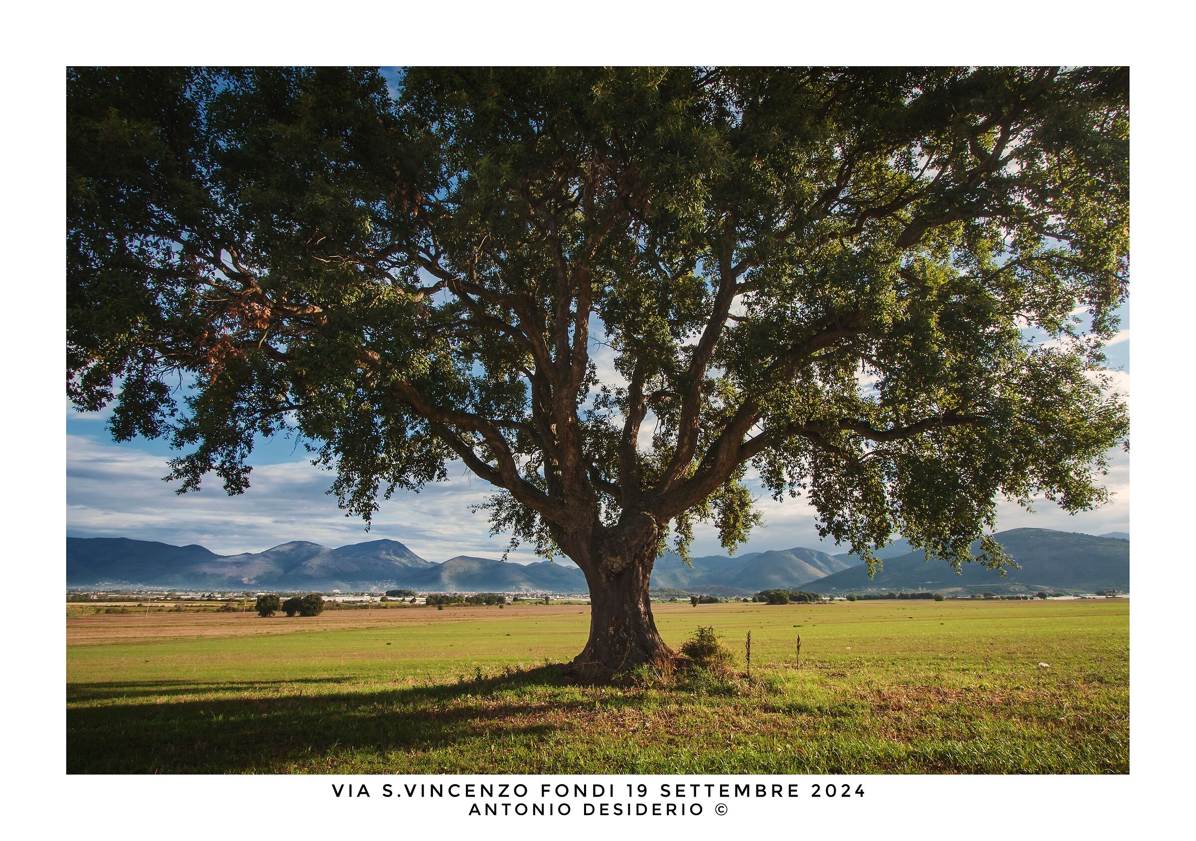 The solitary oak tree