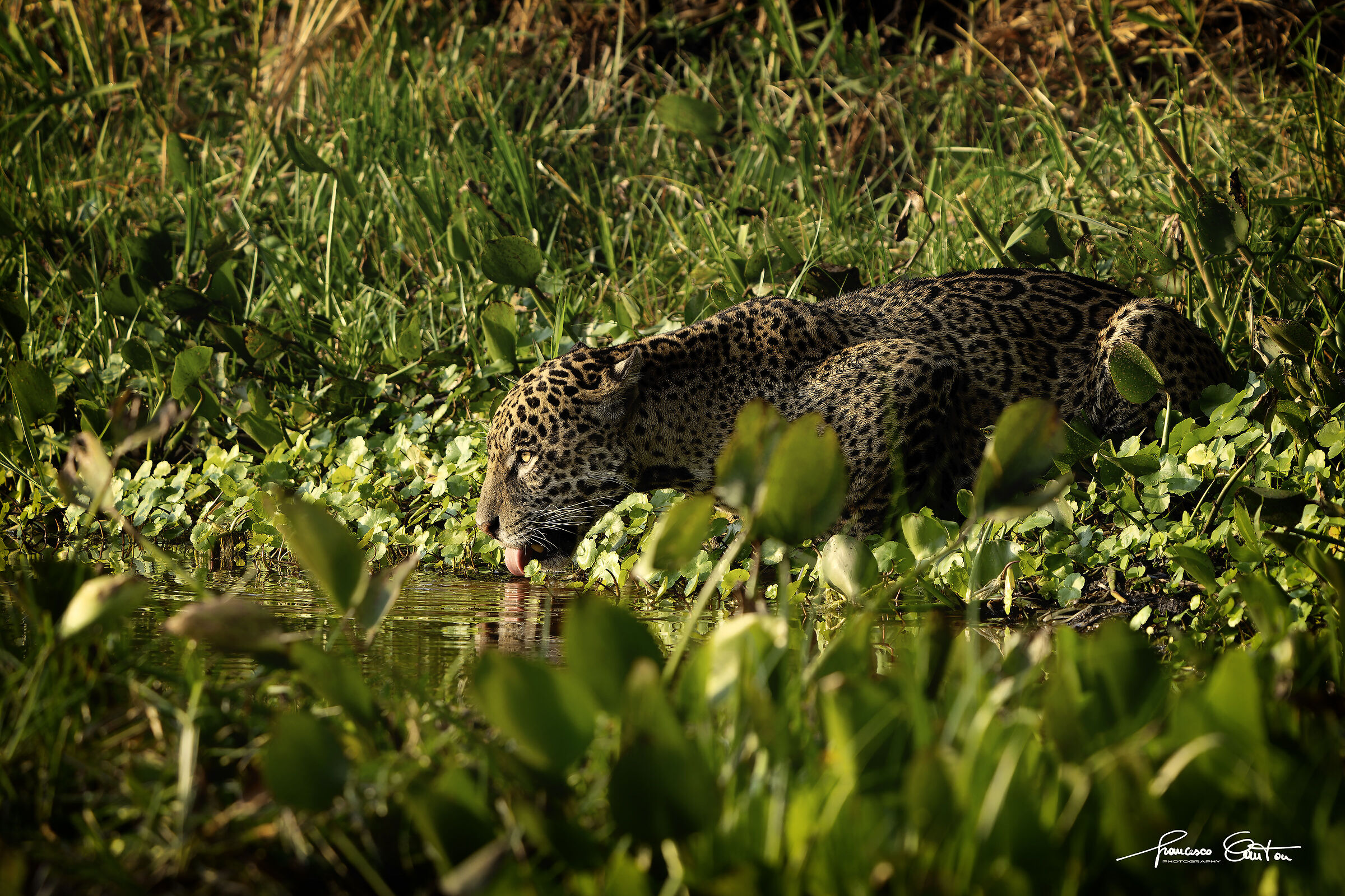 I drink but also observe