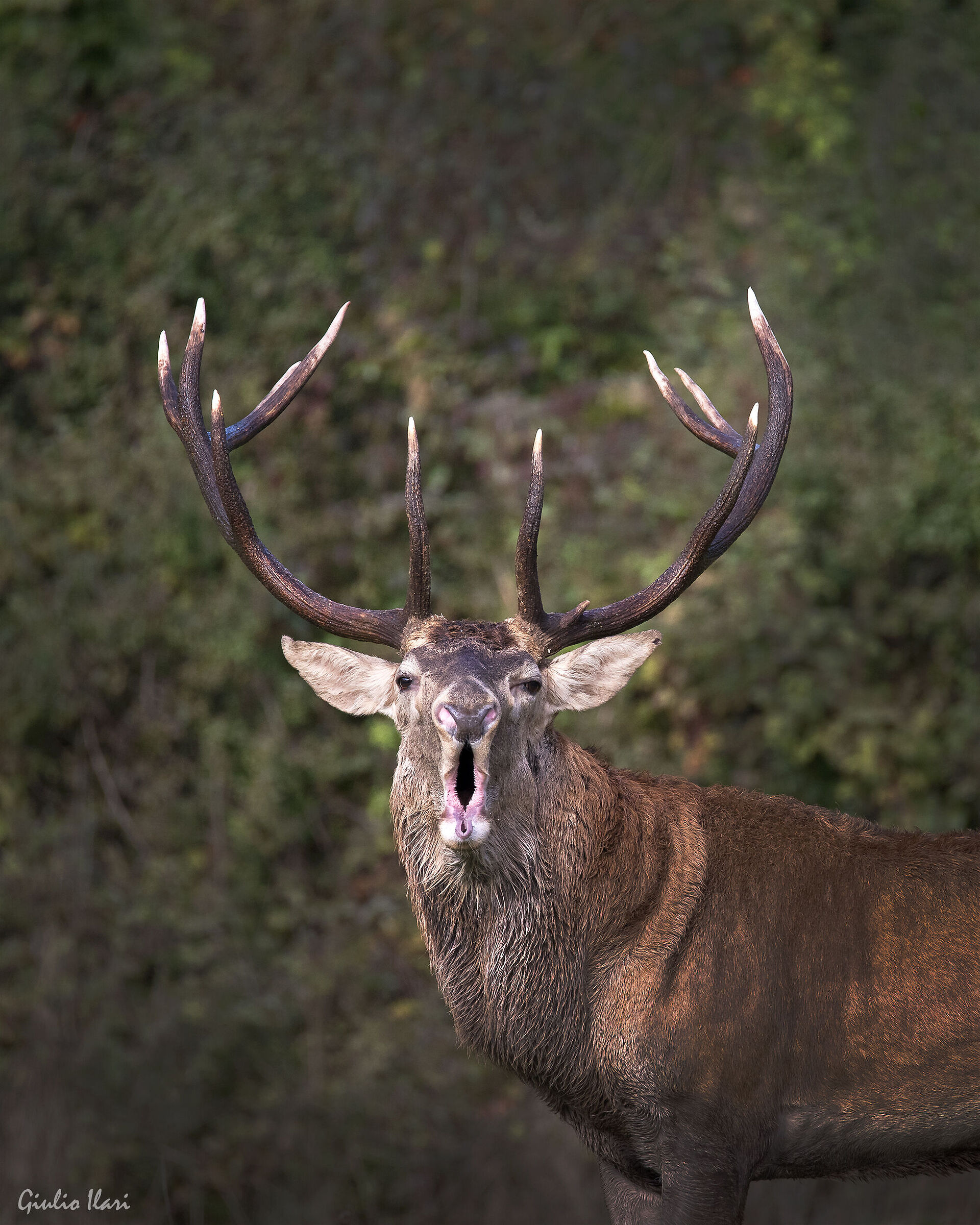 Deer roar