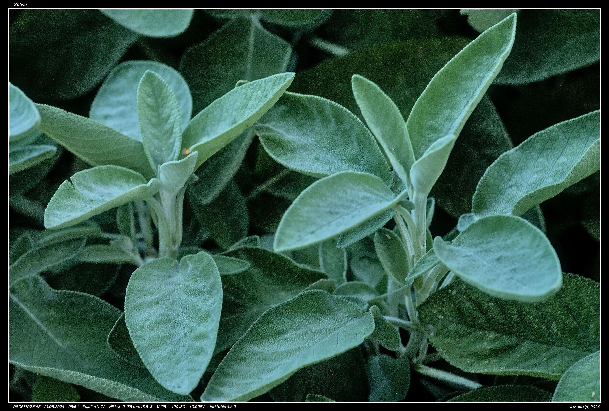 Sage