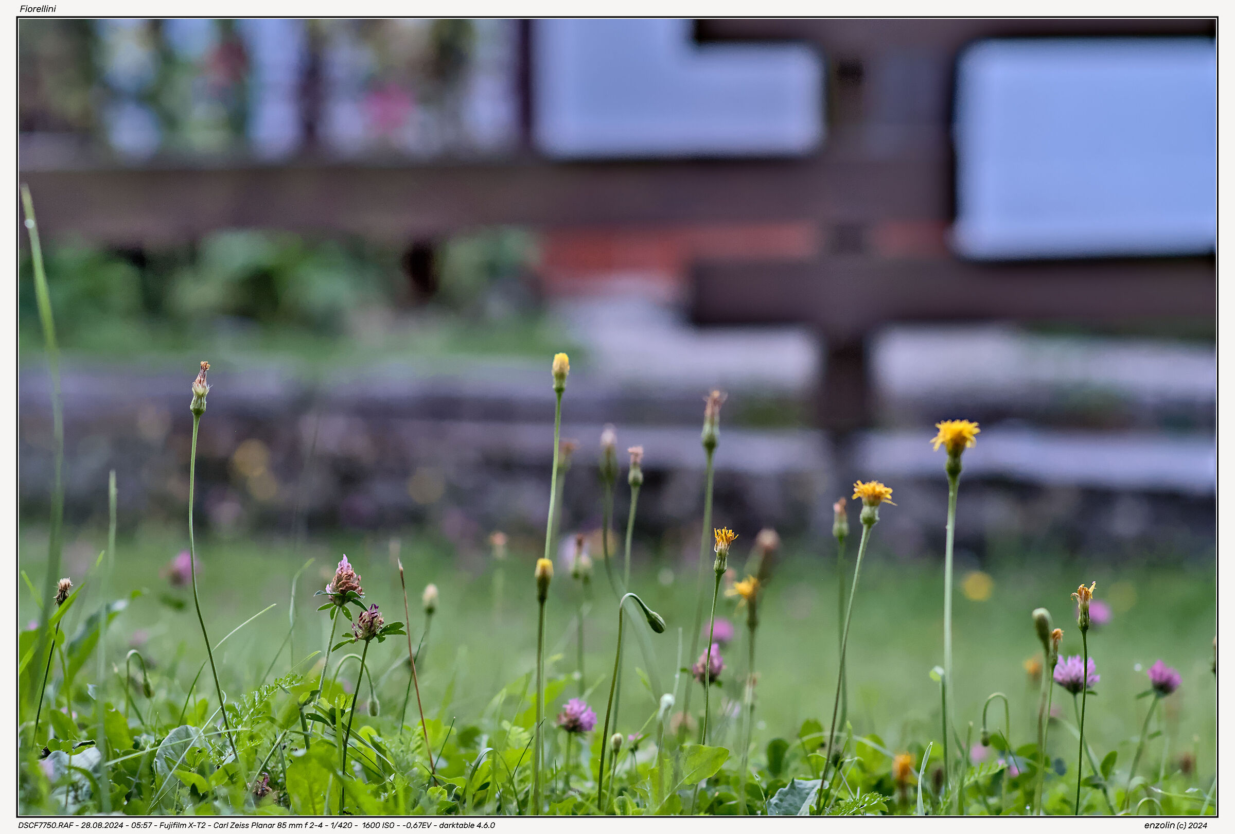 Flowers