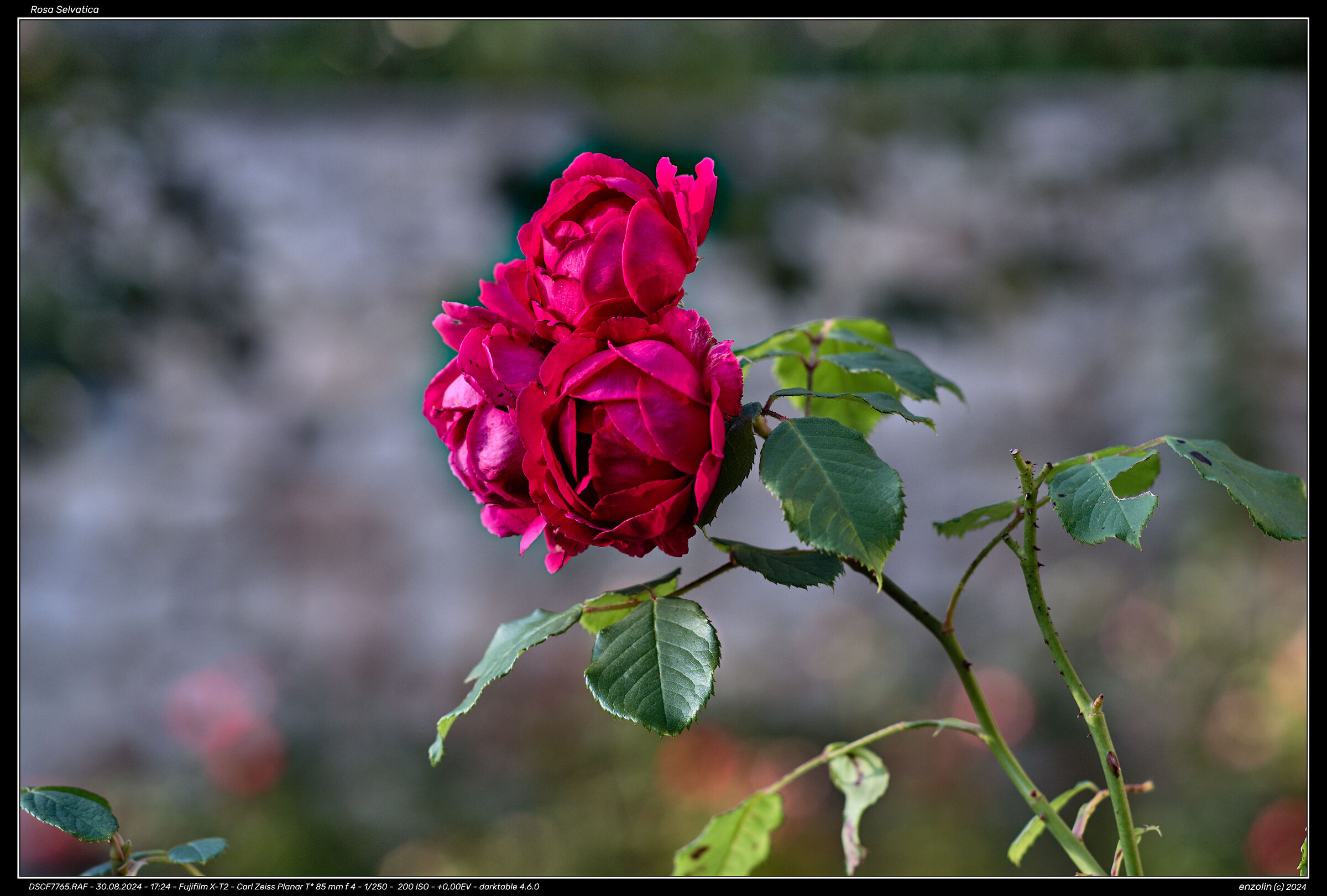 Wild Roses