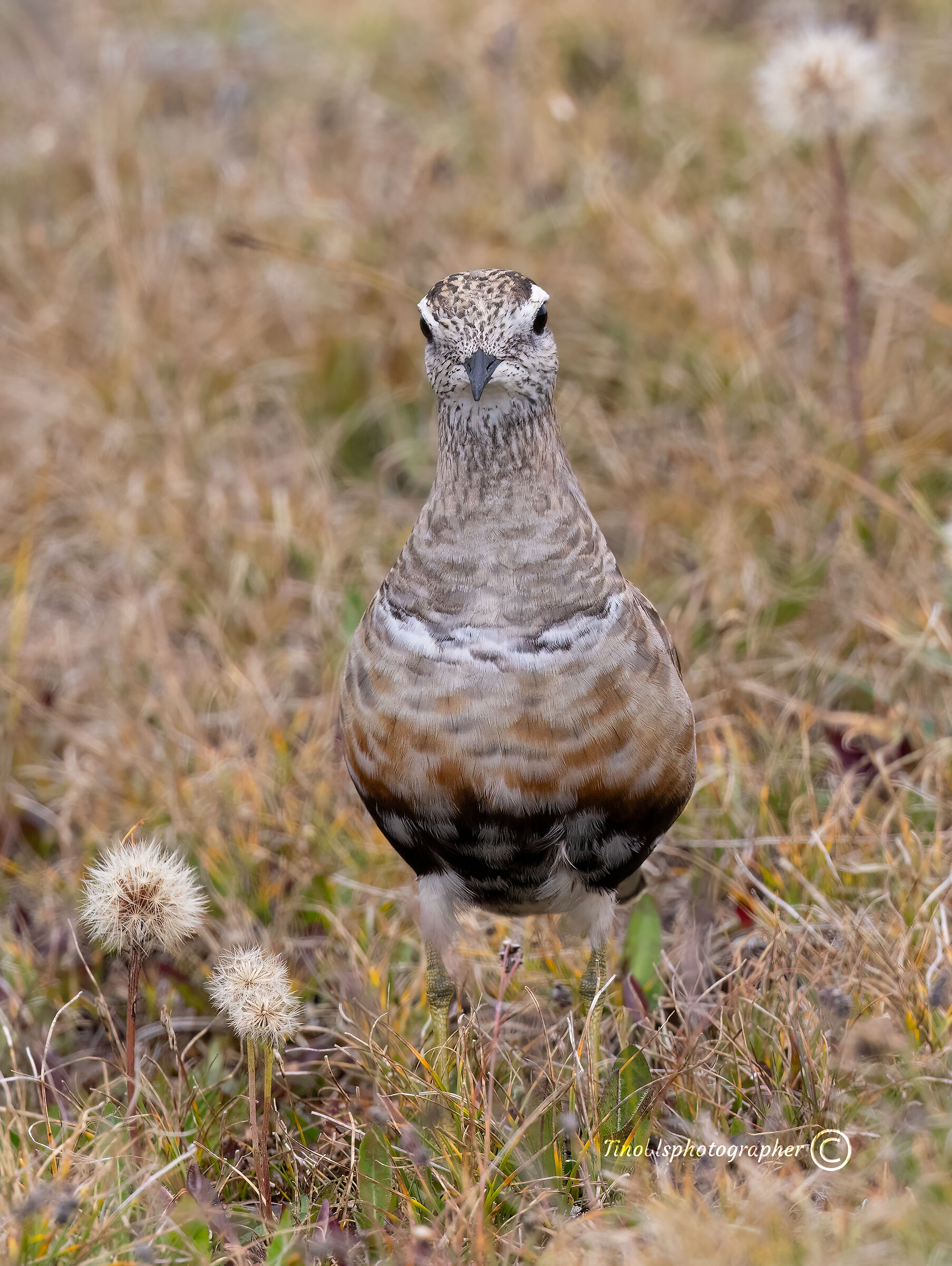 Tortolino Plover (Charadrius morinellus)
