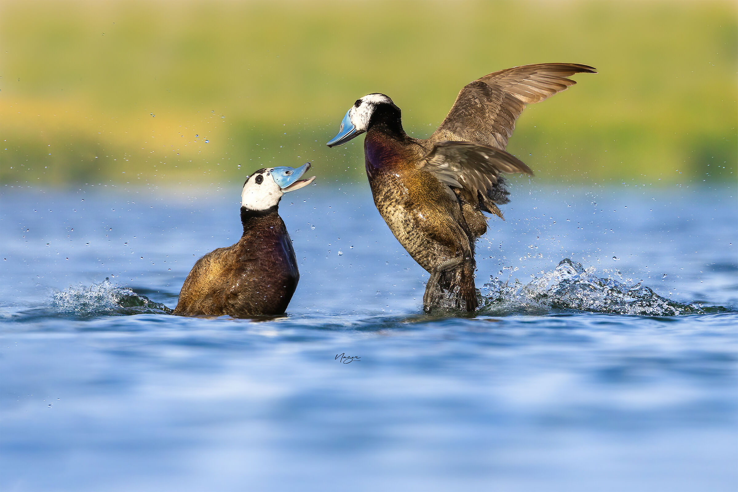 White-headed duck