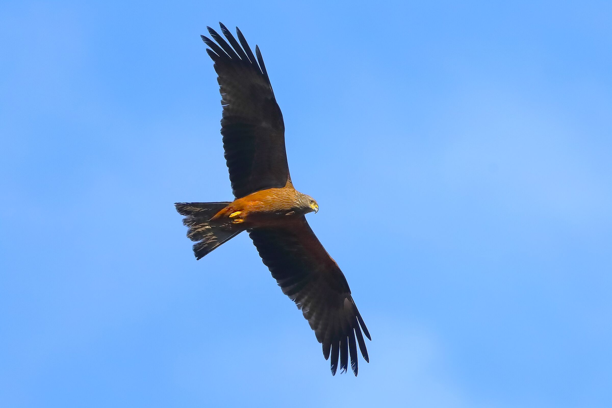 Nibbio bruno 24 aprile 2024 - 0032