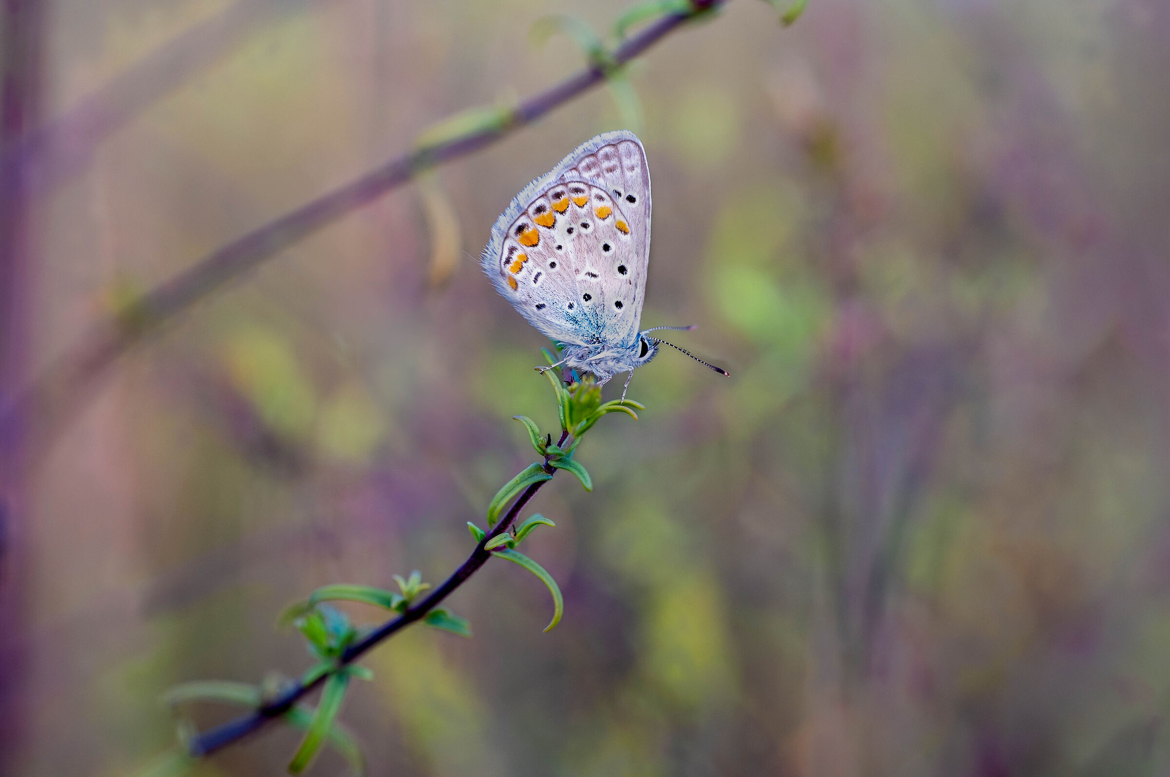 The icarus or blue argon (Polyommatus icarus)