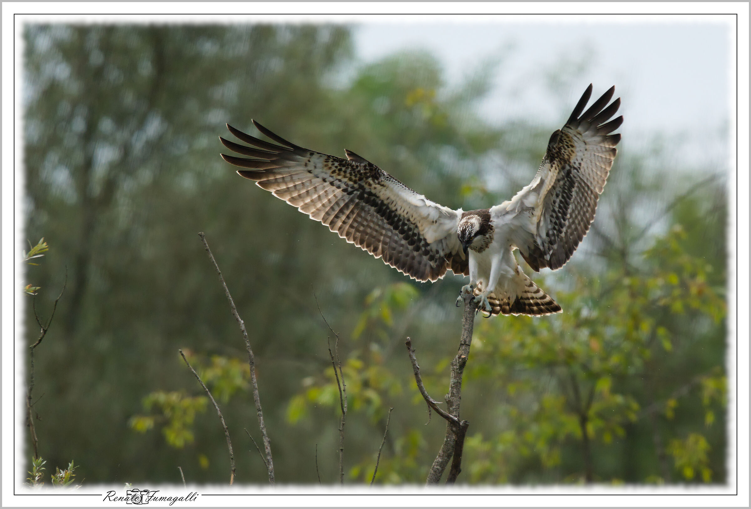 Osprey (Pandion haliaetus)