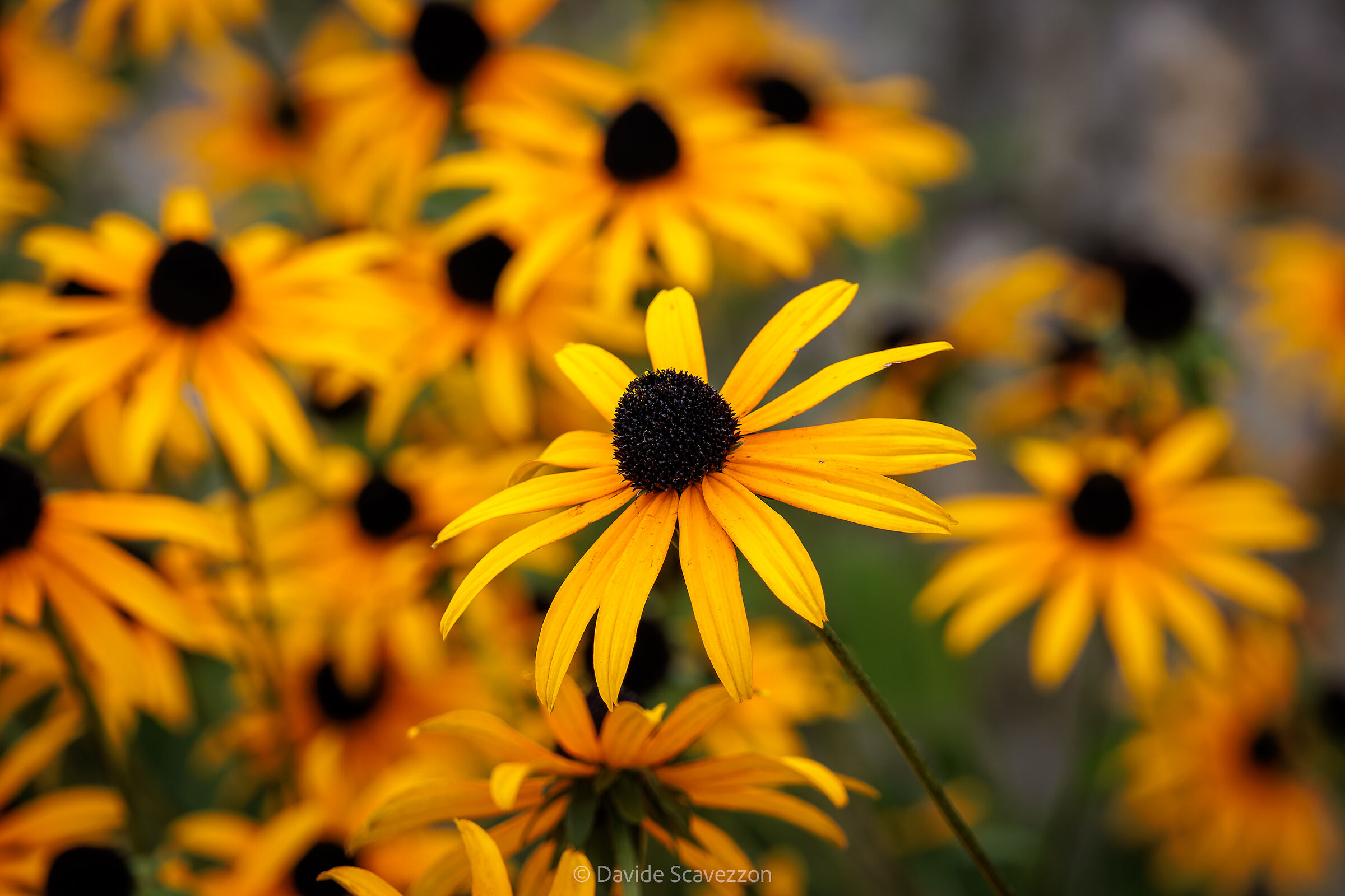 Rudbeckia hirta