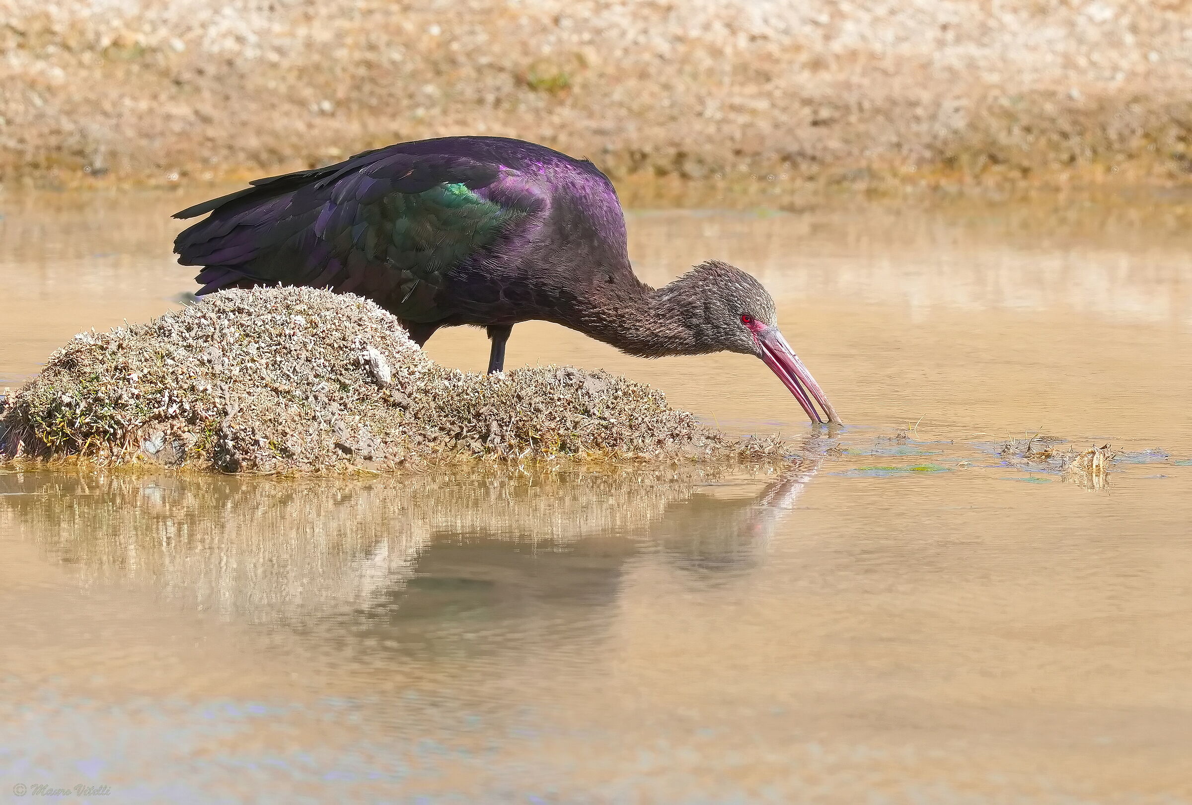 Pune ibis (Plegadis ridgwayi)
