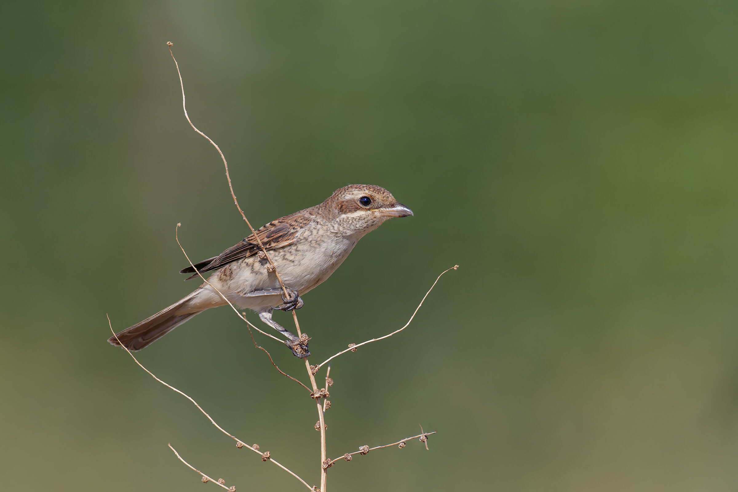 Red-backed shrike