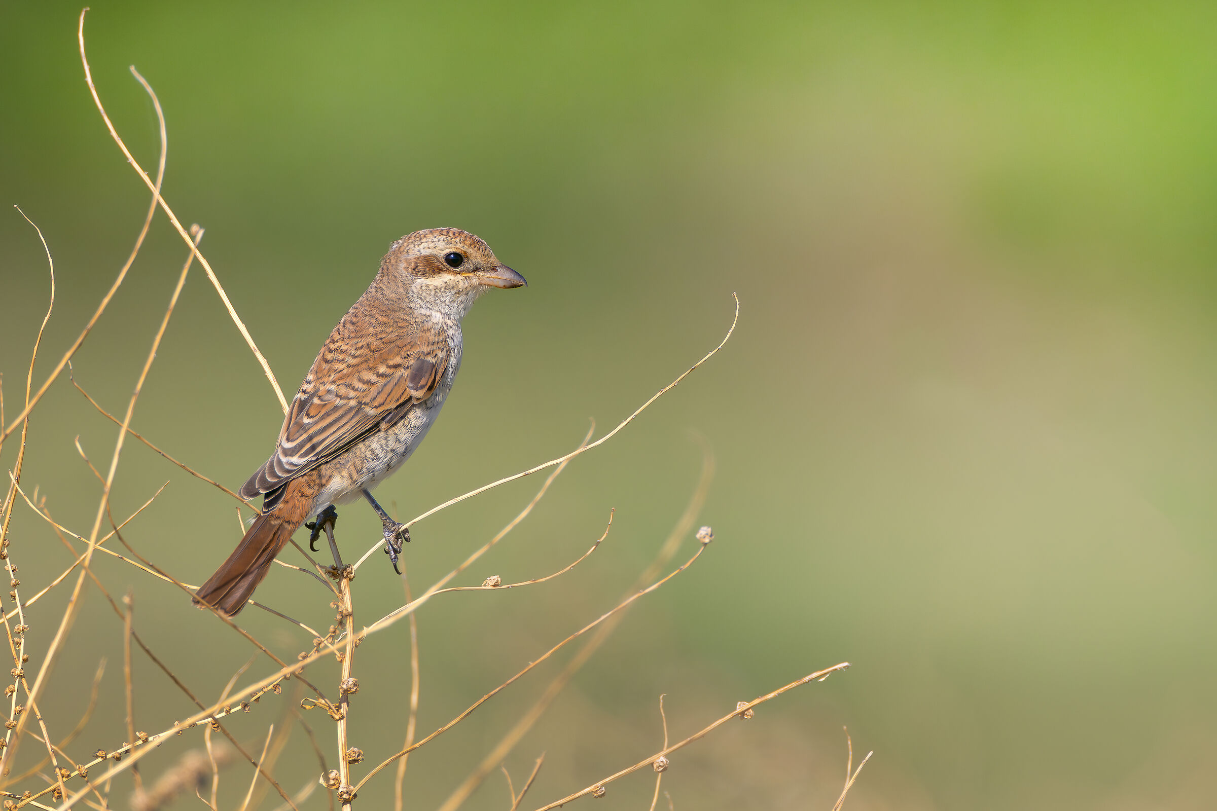 red-backed shrike