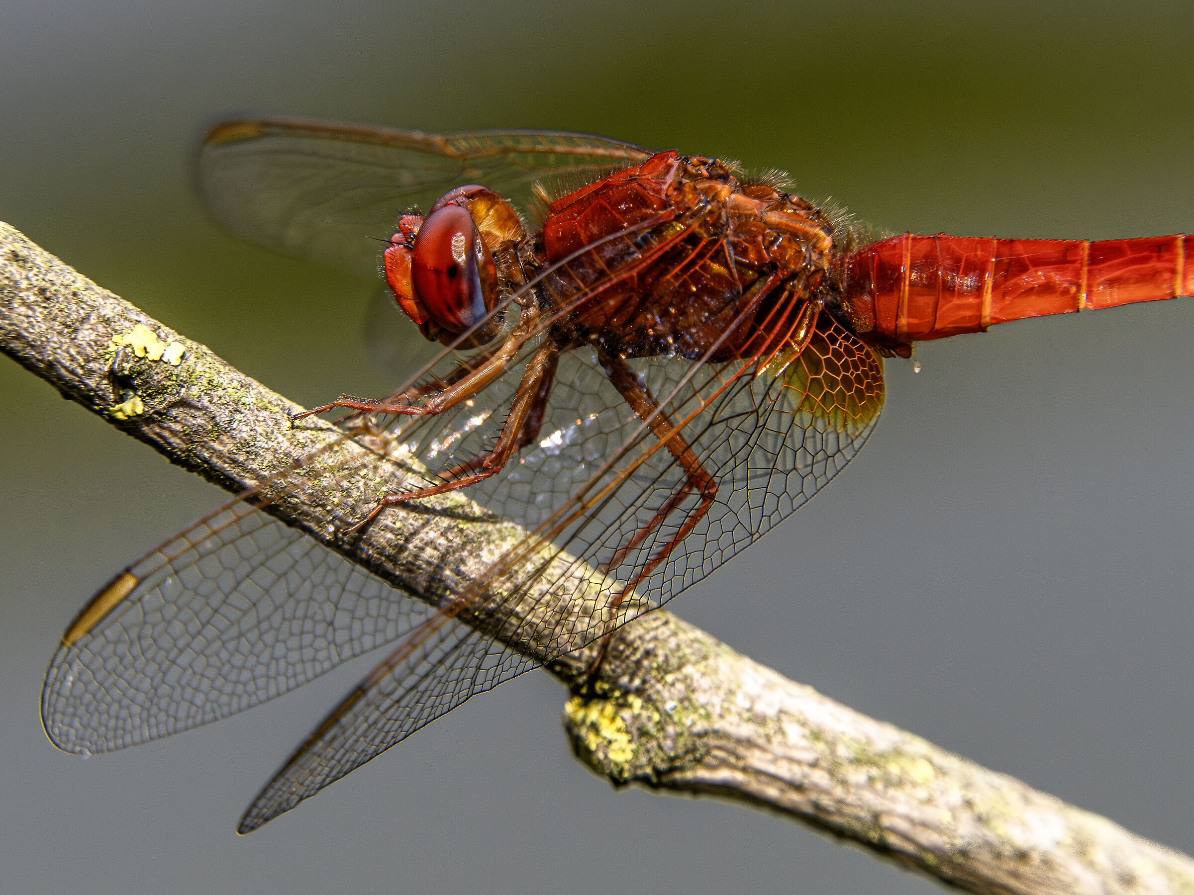 Red dragonfly