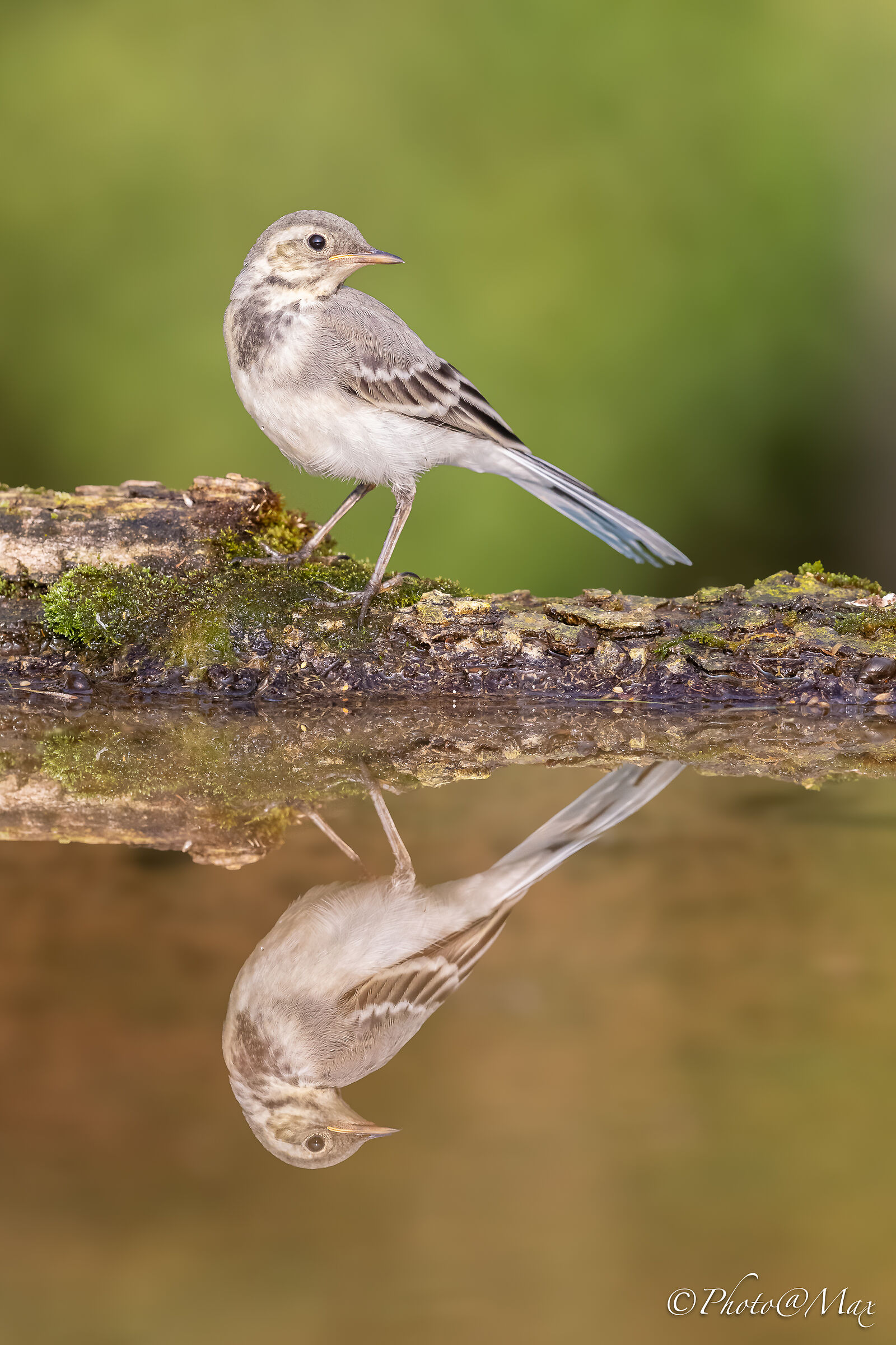 una giovane ballerina