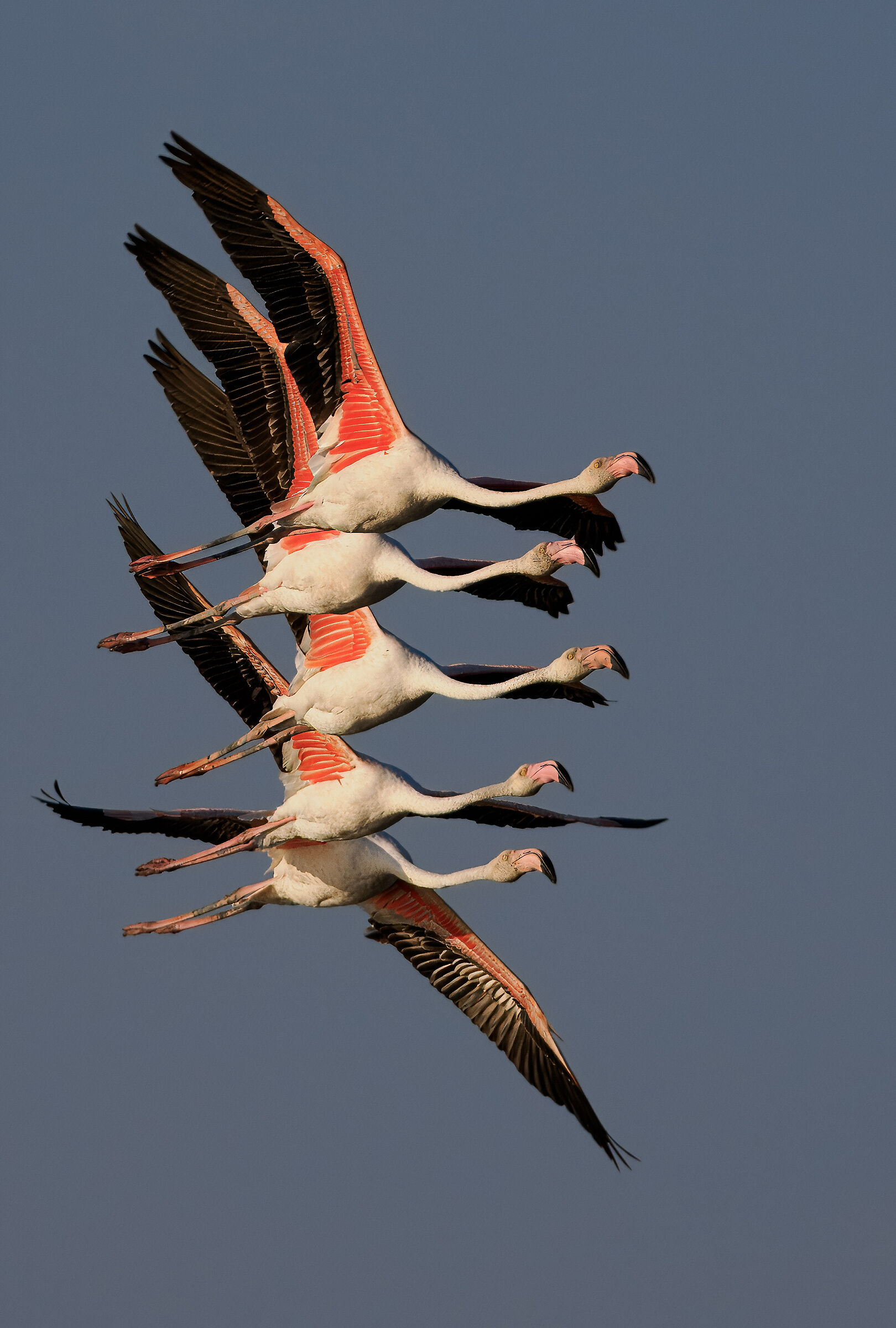 Fenicotteri in formazione