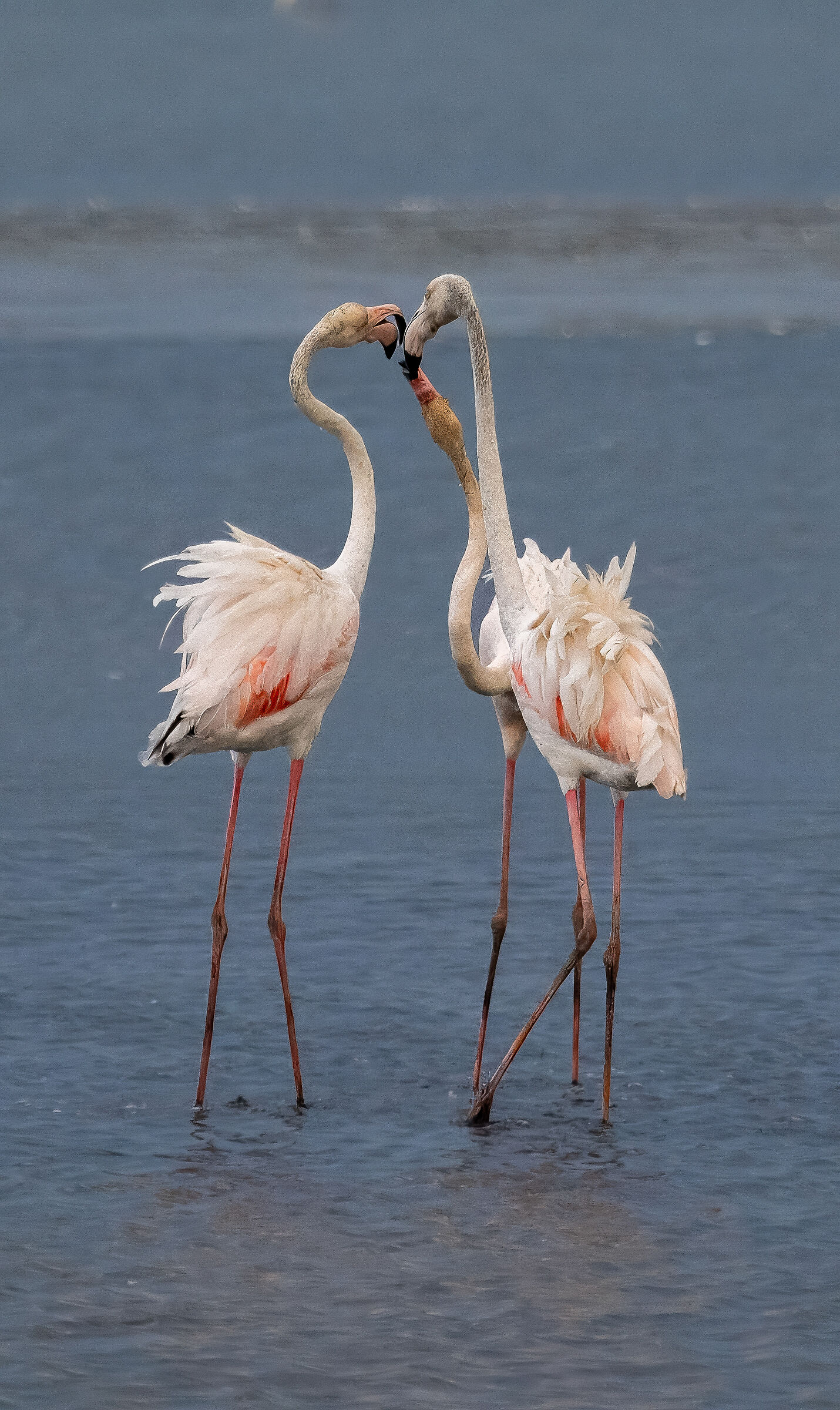 Fenicotteri il trio