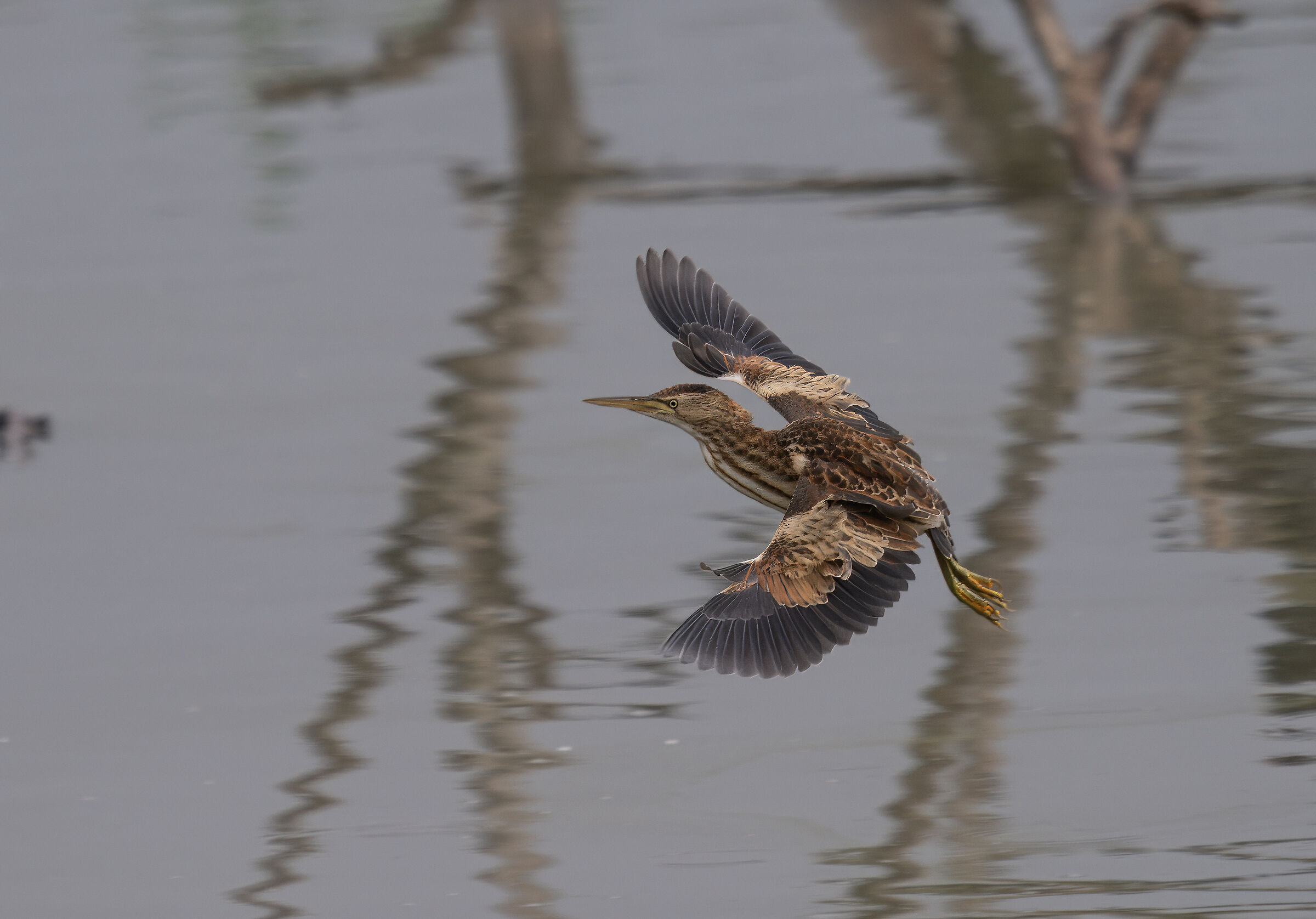Tarabusino in volo