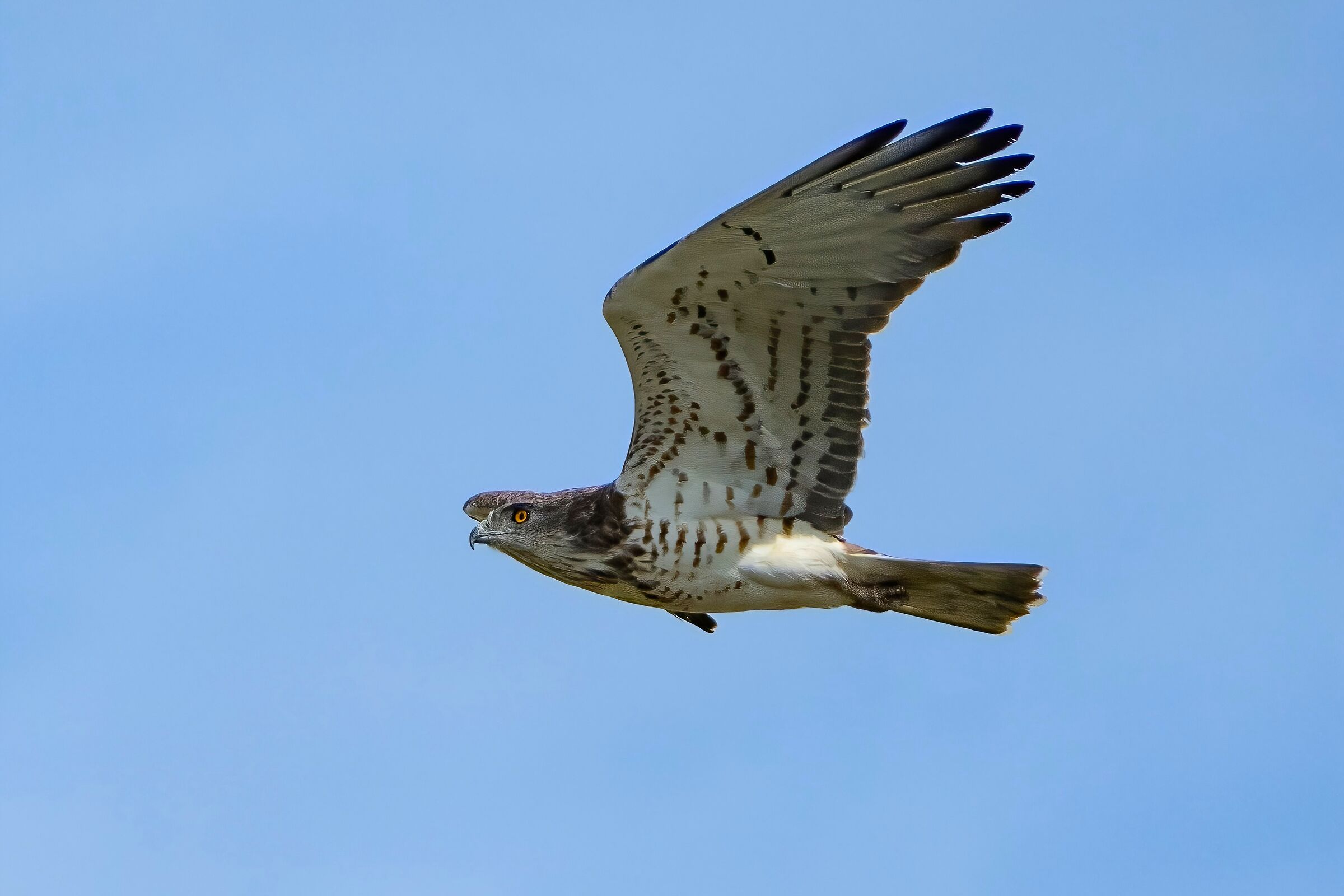 Biancone (Circaetus gallicus)