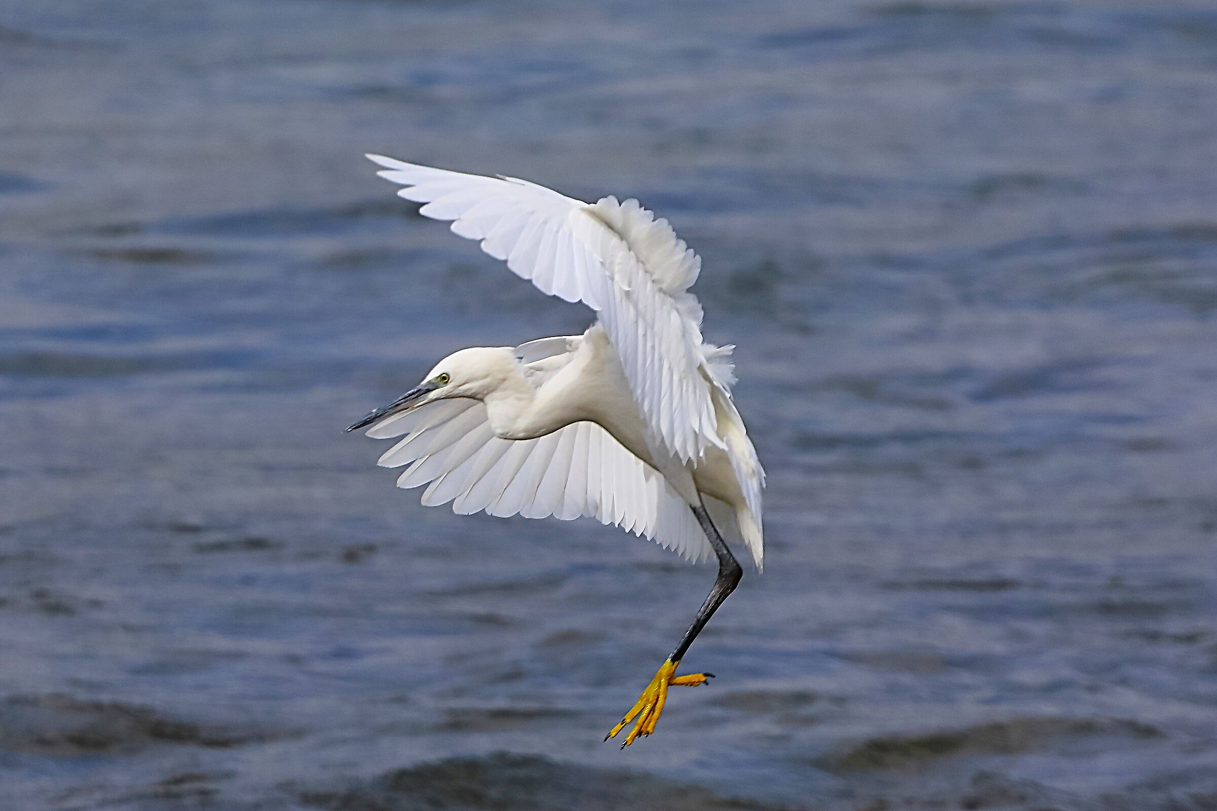 Garzetta 20 settembre 2024 - 0018