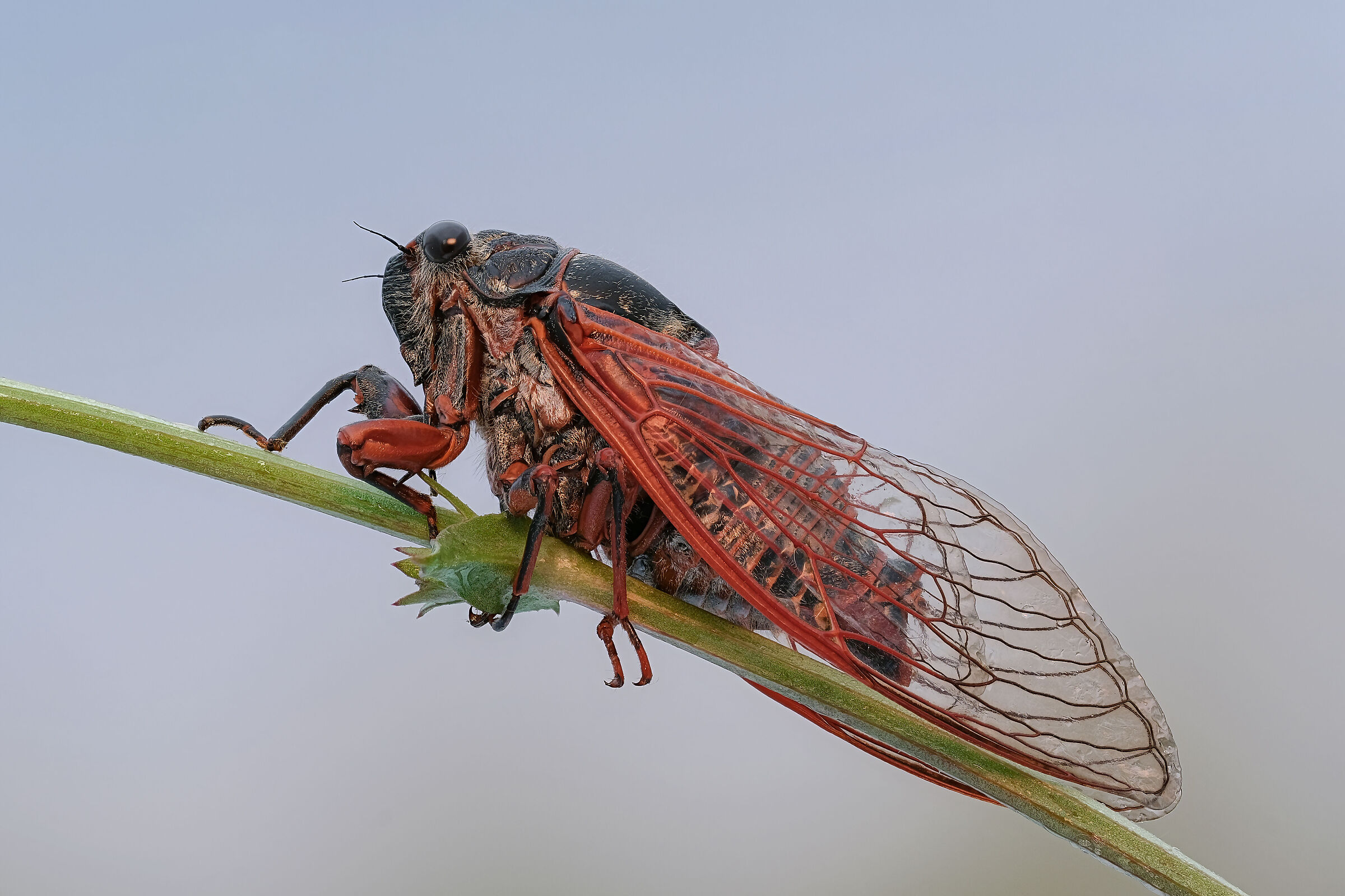 Tibicina haematodes