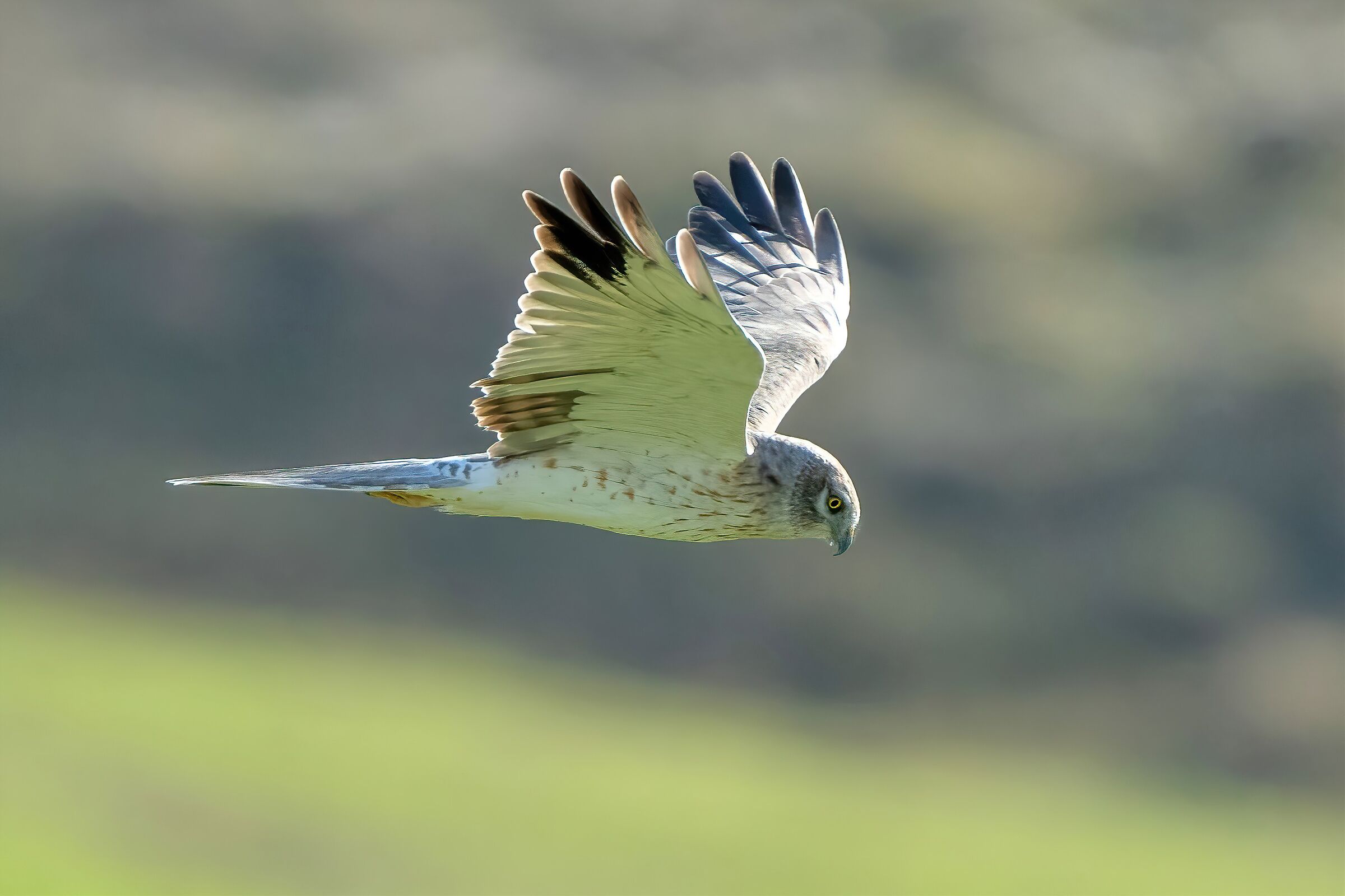 Short-toed Eagle (Circaetus gallicus) Young male