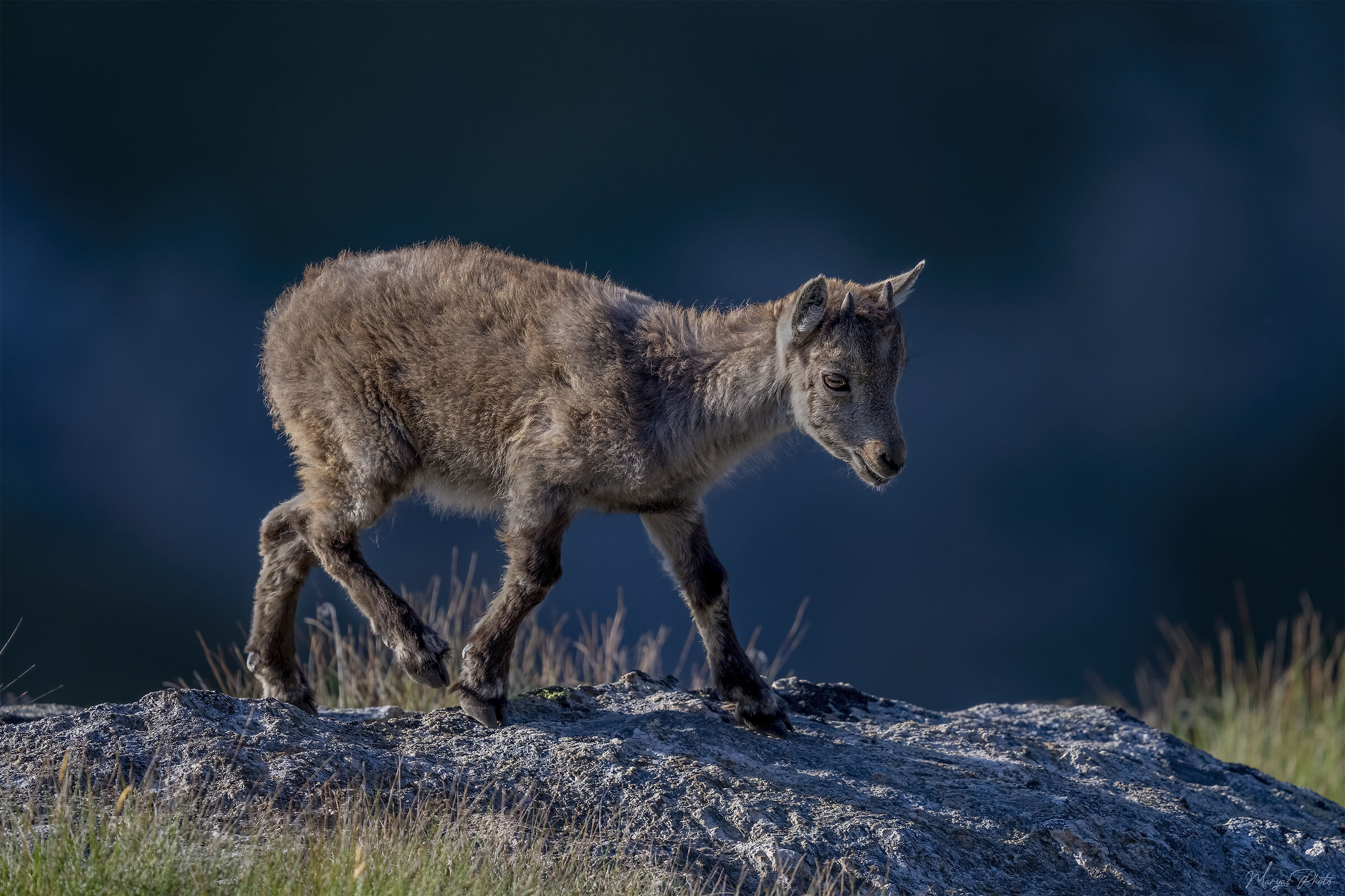 Baby ibex