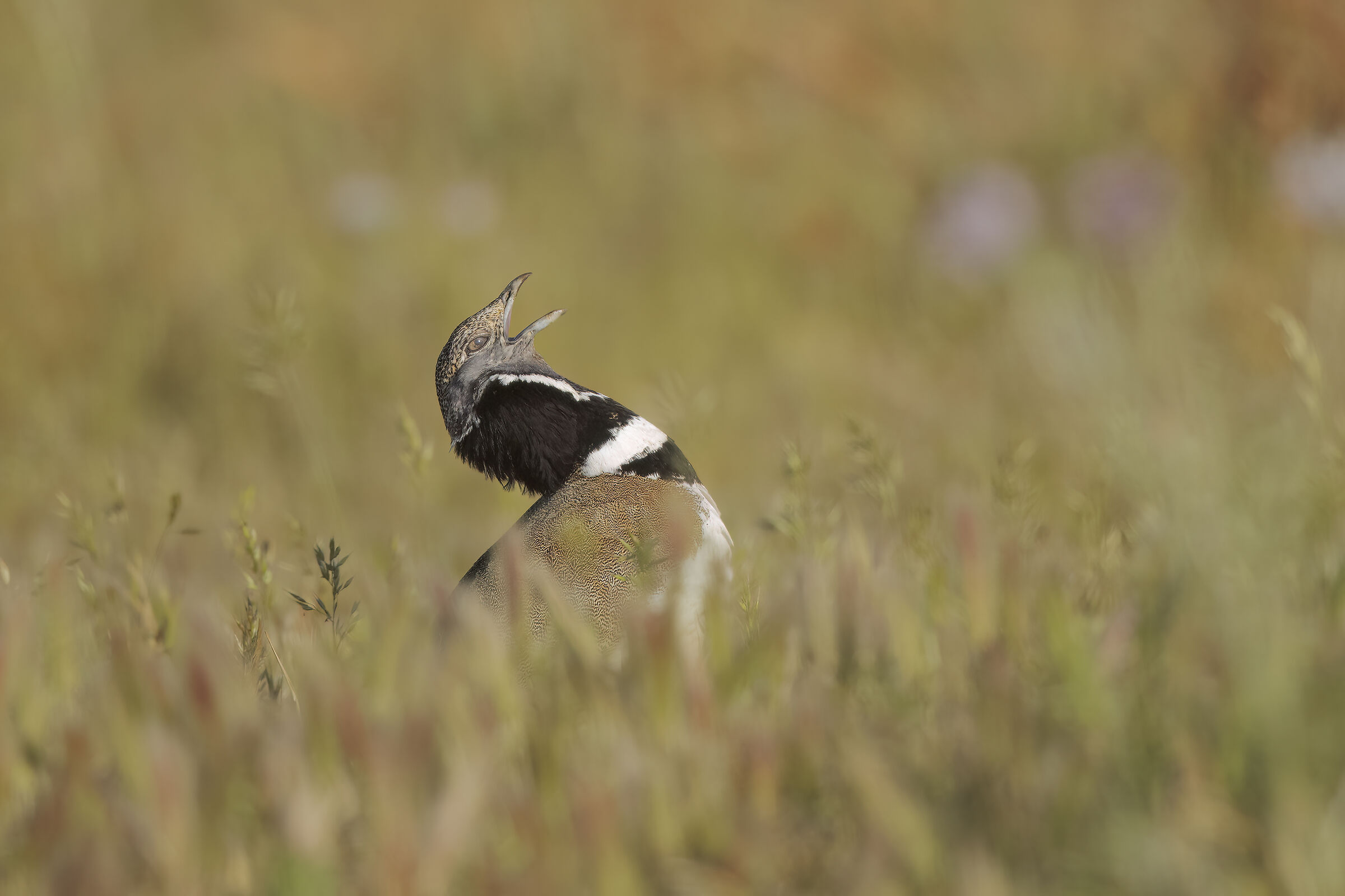 maschio di prataiola in canto