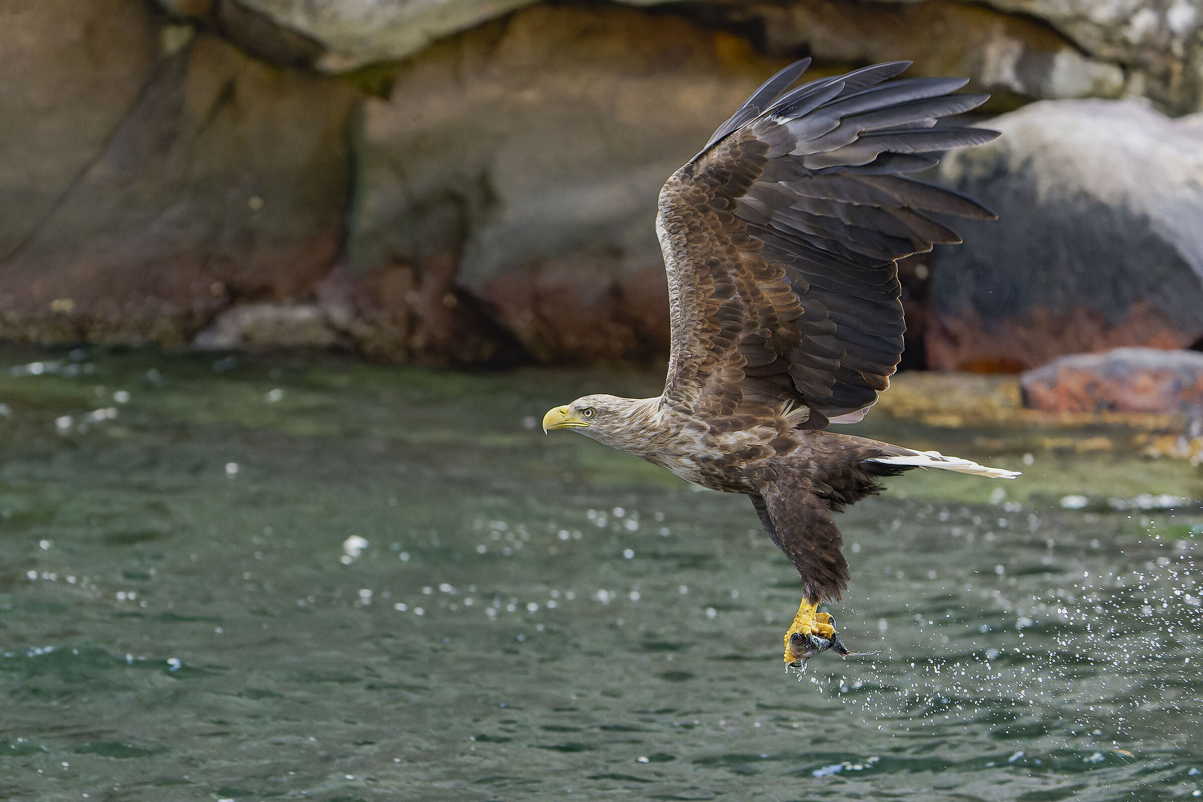 Aquila di mare , appena pescato